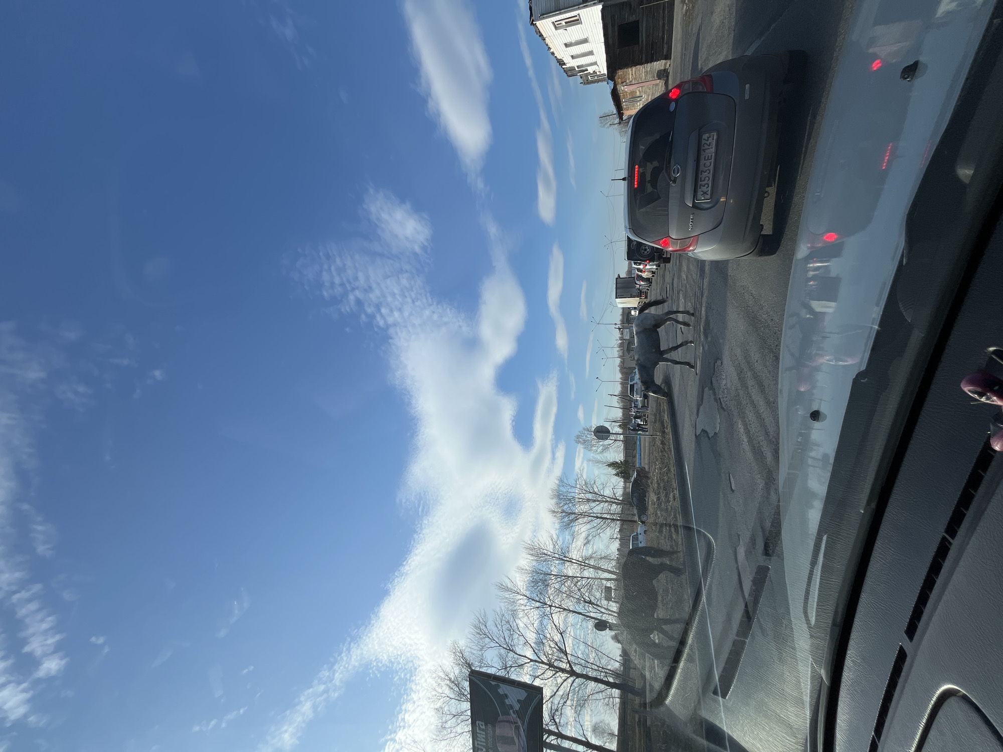The image, taken from inside a car, shows a gray Nissan Note with license plate #X353CE124 stationary on an asphalt road. The road appears to be in a state of disrepair. A white or light gray horse is seen crossing the road in front of the Nissan. Trees with bare branches and a billboard line the side of the road. The sky is blue with scattered white clouds. Buildings are visible in the background. Given the license plate and location of the car (likely the source of the image), the scene takes place in or near Высотино, Russia. The time of day appears to be daytime based on the ambient lighting. The Nissan's brake lights are illuminated. Other cars and a truck are visible further ahead in the traffic.