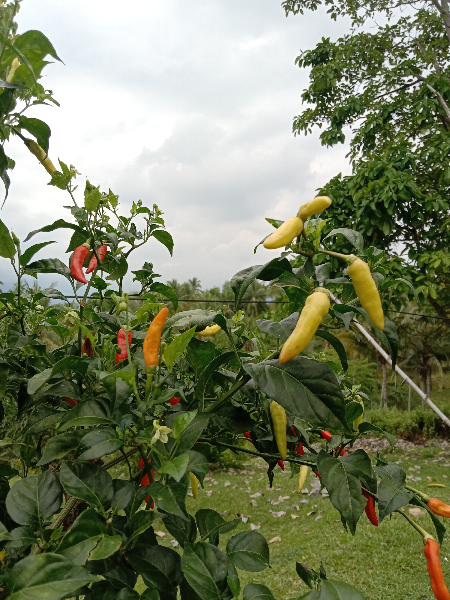 The image shows a close-up view of a chili pepper plant in an outdoor setting, likely in a garden or field in Blangkarieng, Indonesia, based on the provided location information. The plant is laden with chili peppers in various stages of ripeness, ranging from green and yellow to orange and red. The peppers are long and slender. The plant has green leaves and is growing in a grassy area. In the background, there is a tree with dense green foliage and an overcast sky with white clouds. A white fence is partially visible behind the plant. The overall scene depicts a natural, cultivated environment with a focus on the chili pepper harvest.