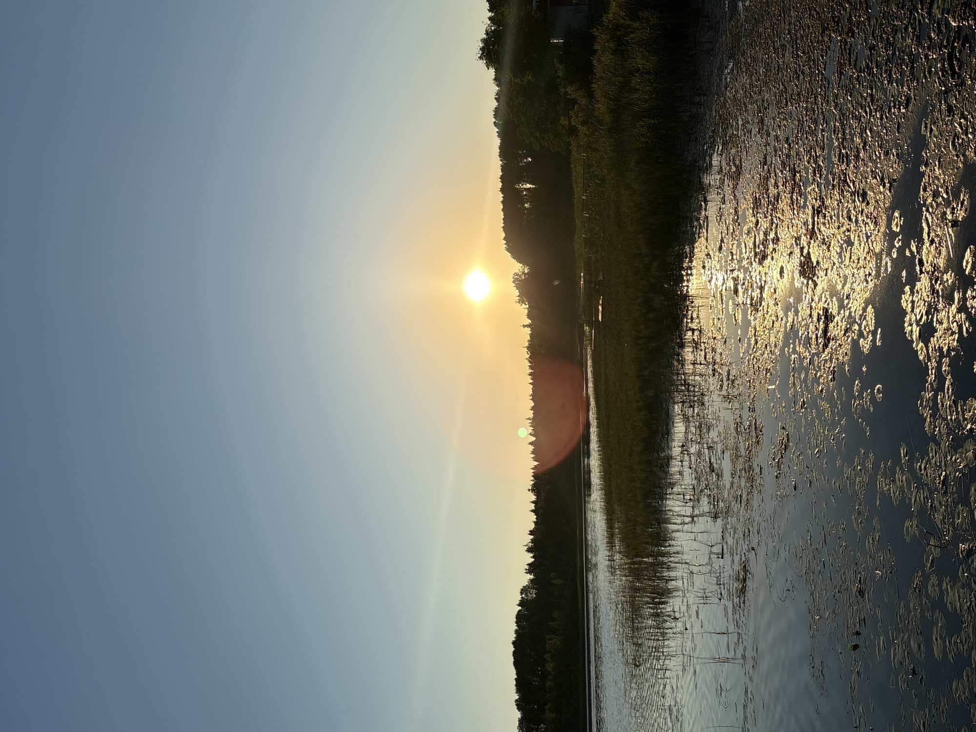 A serene sunset over a calm lake is depicted in this image, potentially located in Chikino, Russia. The sun, a bright, luminous orb, hangs low in the sky, casting a warm, golden glow across the scene. Its light reflects brilliantly on the water's surface, creating a shimmering path that leads towards the foreground. The lake is dotted with lily pads and reeds, their dark silhouettes contrasting with the bright reflections. A dense line of trees forms the horizon, their dark green foliage silhouetted against the fading light of the sky. The sky itself is a gradient of soft blues and oranges, transitioning from a clear expanse at the top to warmer hues near the horizon where the sun is setting. The overall atmosphere is one of tranquility and natural beauty.