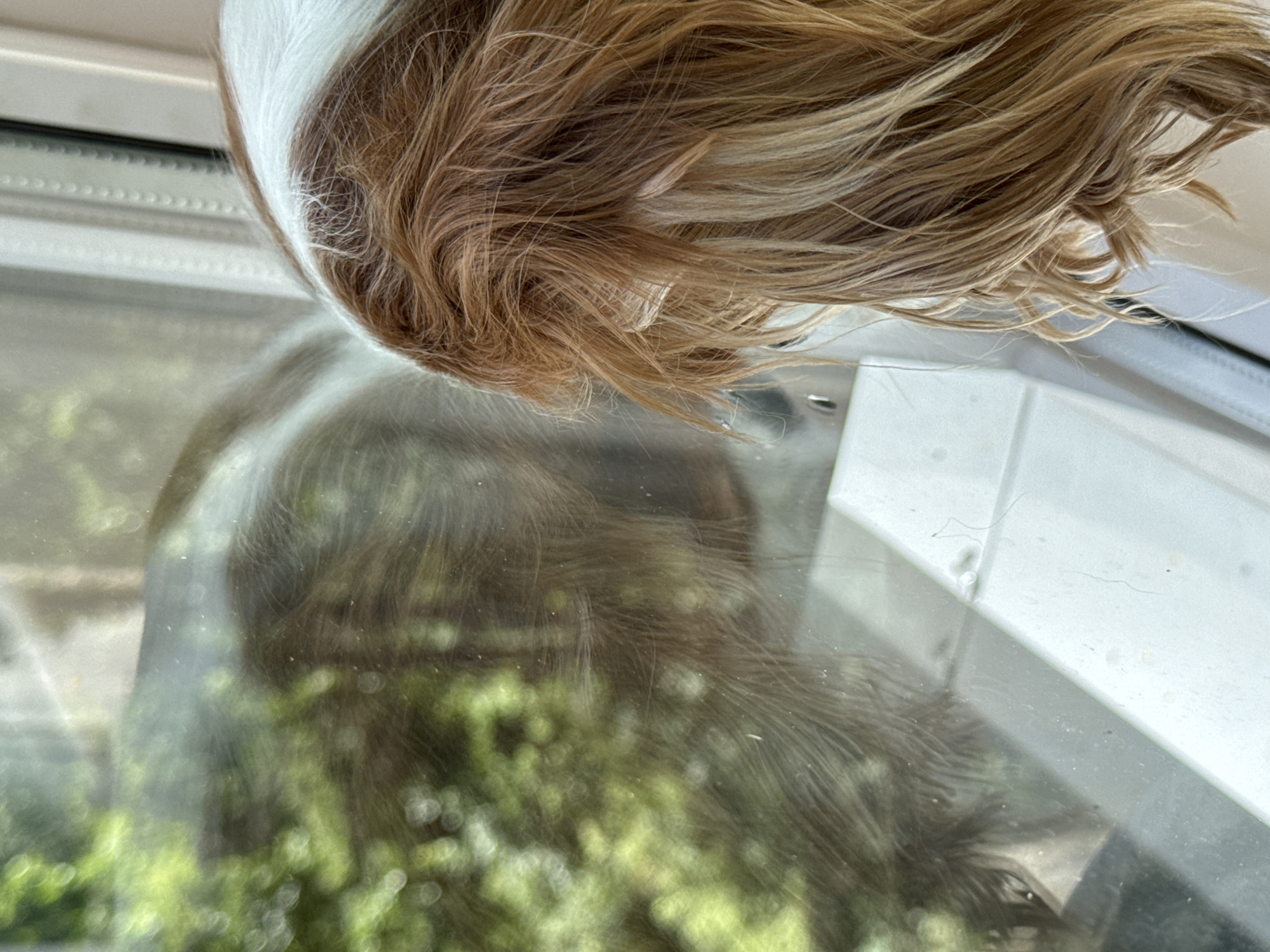A close-up shot focuses on the back of a dog's head as it looks out a window. The dog has brown and white fur and long, wavy hair. The window reflects greenery, suggesting the dog is indoors and looking at trees or foliage outside. The dog is positioned on a white windowsill.