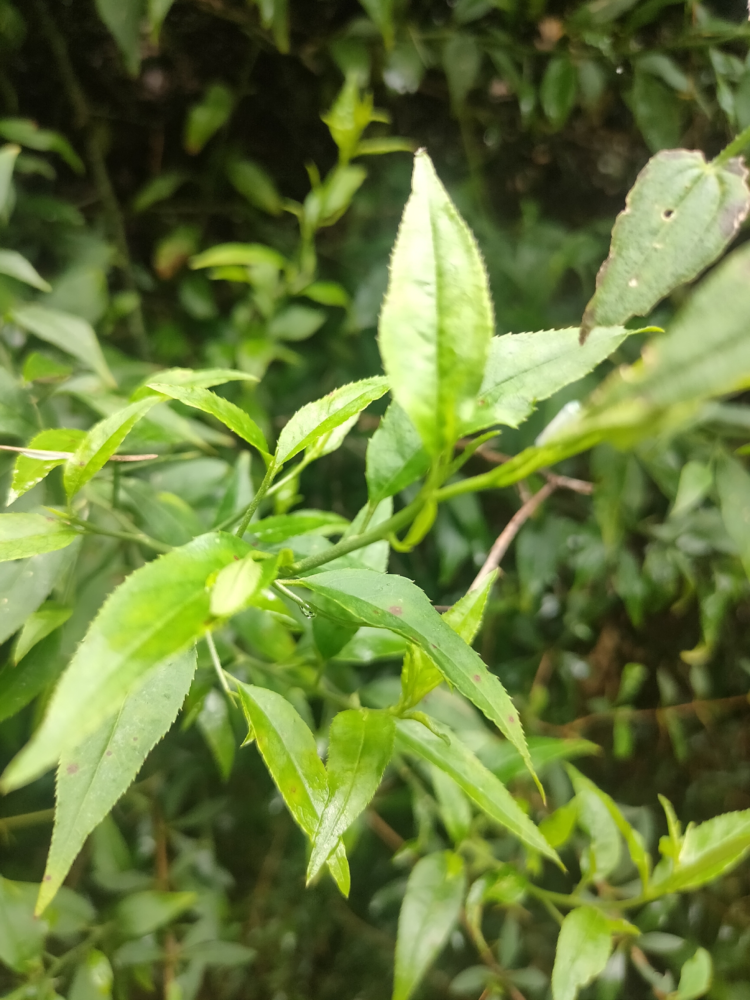 This image is a close-up, shallow depth-of-field shot of a vibrant green tea bush, likely taken in Manali, India. The focus is on the delicate, pointed leaves and slender stems of the tea plant, with several leaves showing subtle reddish-brown spotting. The background is a soft blur of more green foliage, suggesting a dense, natural environment. The overall impression is one of lush growth and the freshness of a tea plantation, potentially hinting at the agricultural landscape surrounding Manali, a popular tourist destination known for its natural beauty and surrounding hill stations.