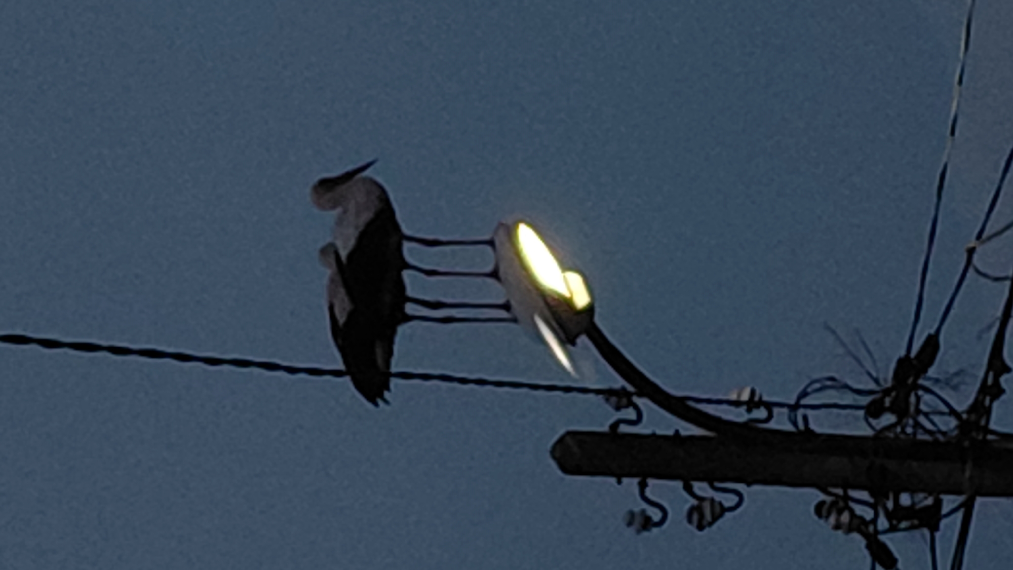 A bird is perched on a wire next to a street light at dusk. The bird is dark with some white markings. The street light is illuminated. The background is a dark blue sky. A utility pole with wires and insulators is to the right of the street light. The location is Unknown, Unknown.
