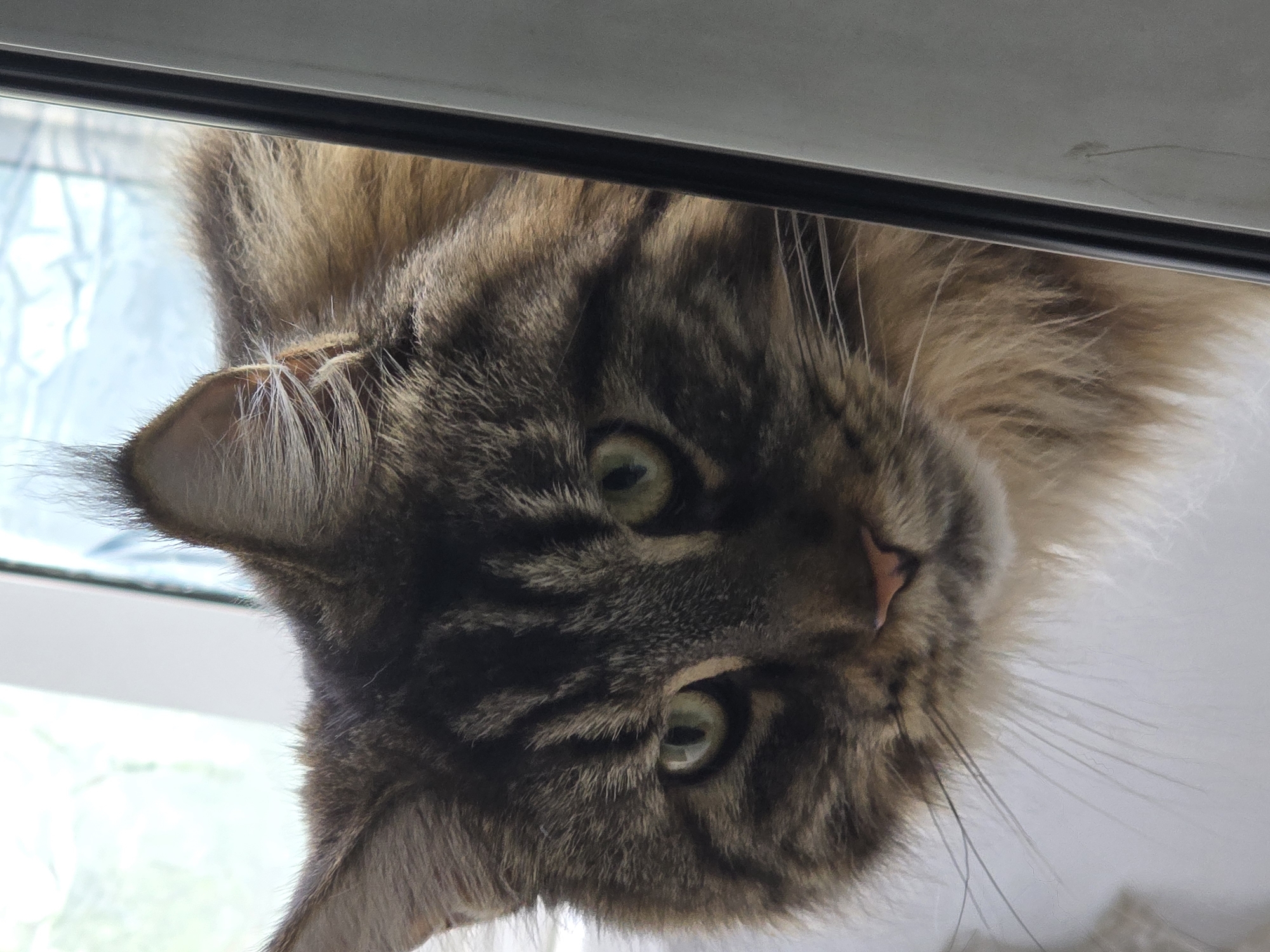 A close-up, eye-level, outdoor photograph shows the head and upper body of a Maine Coon cat peering into the frame from the right side. The cat's fur is a mixture of brown, black, and tan, with tabby markings on its face. Its green eyes are wide and focused forward. The cat's ears are large and pointed, with tufts of fur at the tips. The background is blurred, but appears to be a window with a view of trees and sky. The image is framed by a dark vertical object on the right, possibly a door frame or window sash. The lighting suggests it is daytime.