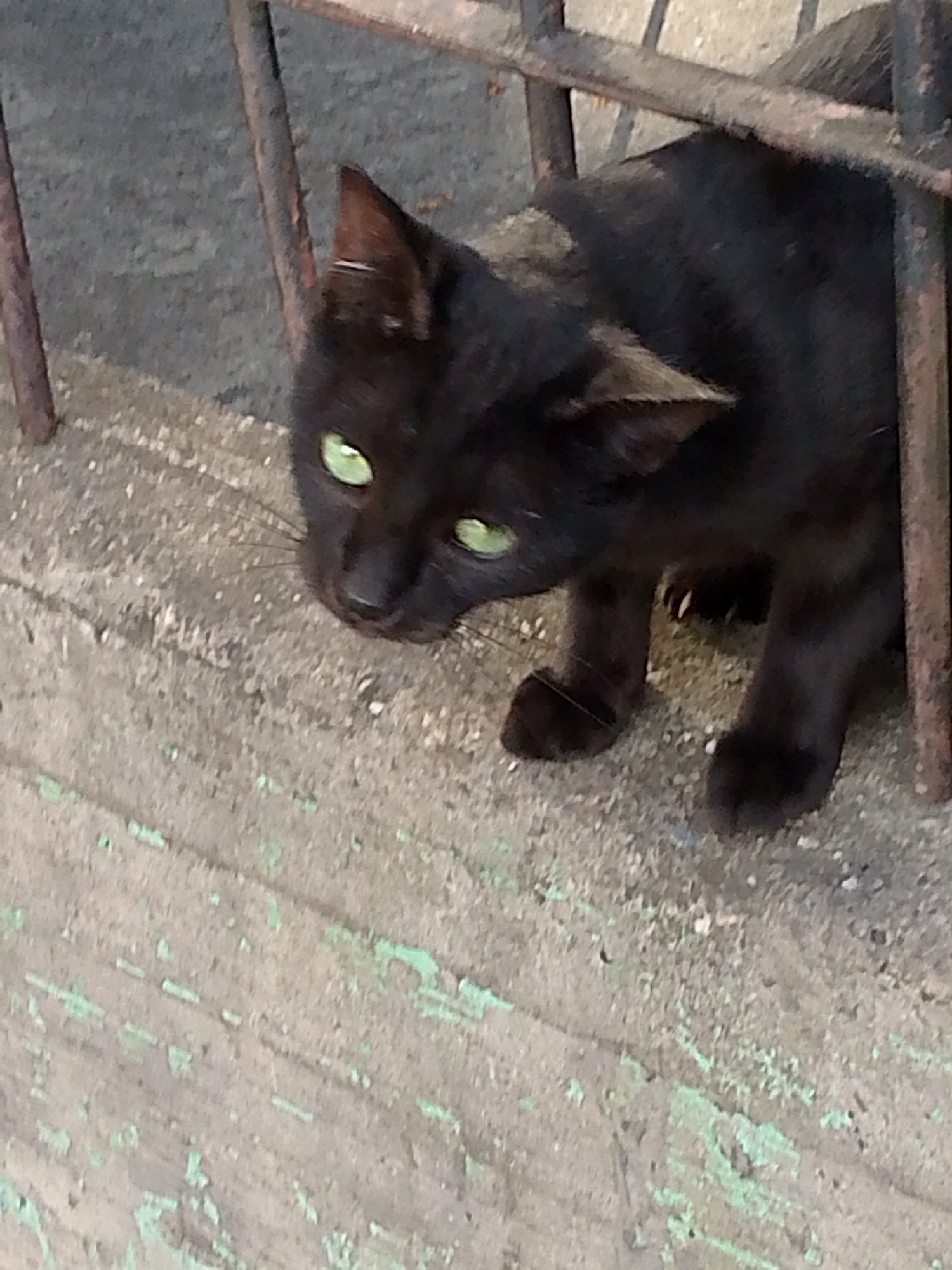 A black cat with green eyes peers through a metal gate or fence. The cat's coat appears glossy. The background behind the gate is a worn concrete surface with remnants of green paint. The photo was taken in Caracas, Venezuela.