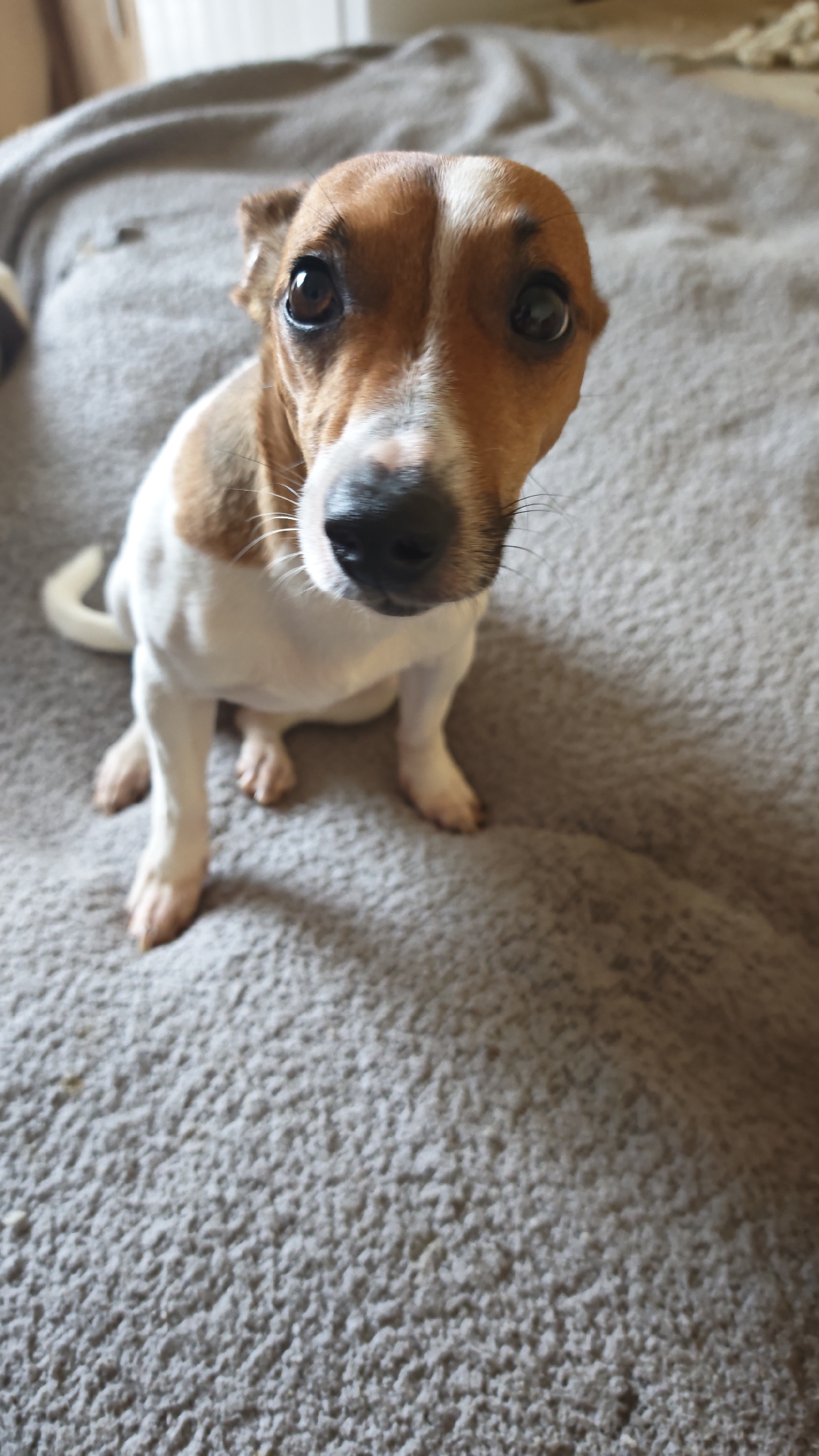A white and brown domestic canine, consistent with a Jack Russell Terrier breed, is depicted seated upright on a textured, light grey fabric surface. The animal faces directly towards the camera, exhibiting dark, round eyes, a black nose, and visible whiskers. Its head features prominent brown markings on the ears and around the eyes, with a distinct white stripe extending down the center of its snout. The front paws are positioned closely together, and the tail, partially visible on the left, is white. The background is out of focus, showing additional portions of the same light grey fabric. The scene is situated within an indoor environment in the city of Plovdiv, Bulgaria.