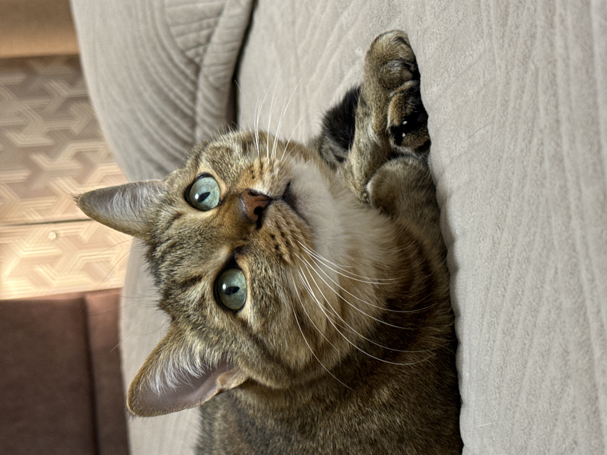 A close-up, eye-level shot features a tabby cat with striking green eyes lying on a textured, beige surface, likely a bed or couch. The cat's fur is a mix of brown, black, and white tabby stripes, with white fur on its chest and around its muzzle. Its paws are tucked neatly in front of it, and one paw pad is visible, showing small white dots. The cat is looking upwards and to the right, with its ears perked. In the background, a headboard with a textured pattern is visible, along with a soft, beige pillow. The lighting suggests indoor illumination. There is no indication of the city of Chaikovsky, Russia, in the image.