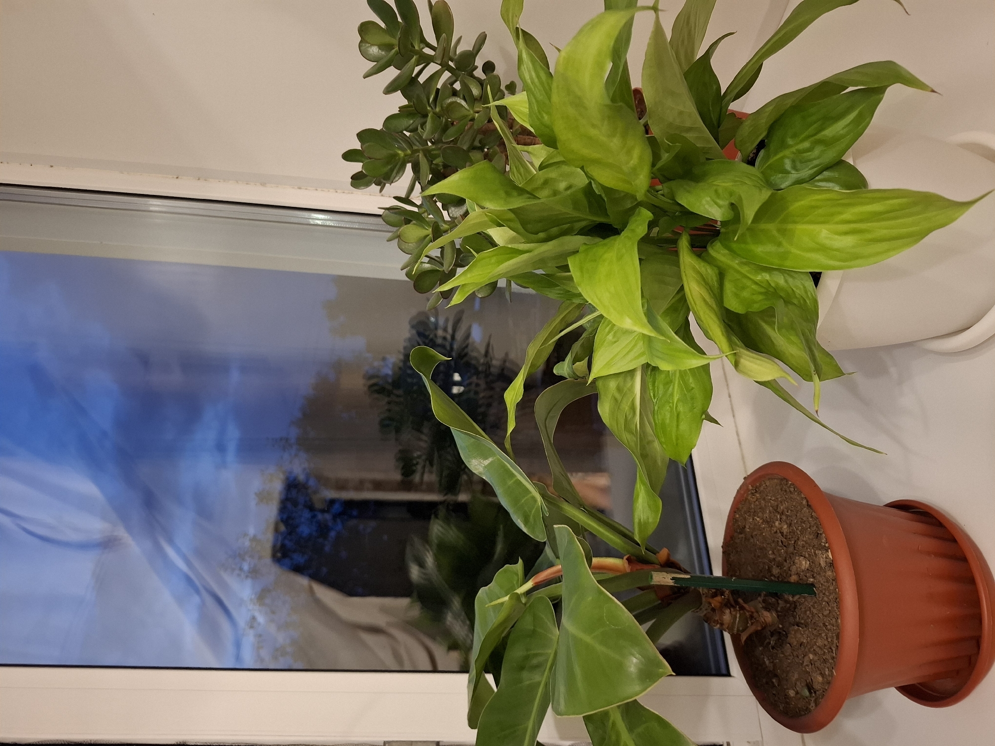 The image depicts an indoor scene featuring three potted plants placed on a white windowsill. The plants are positioned in front of a window that reflects a twilight sky with blue and gray hues, suggesting it is either dawn or dusk. The left plant has large, dark green, glossy leaves. The middle plant, in a white pot, displays bright green, elongated leaves. The plant on the right, partially visible, is a jade plant with small, succulent leaves. The window frame is white, and the wall beside it is also white. The overall environment appears to be a residential interior. No people are present in the image, and no specific city or geographical details of Novlyanka, Russia, are discernible from the visual content of the photograph.