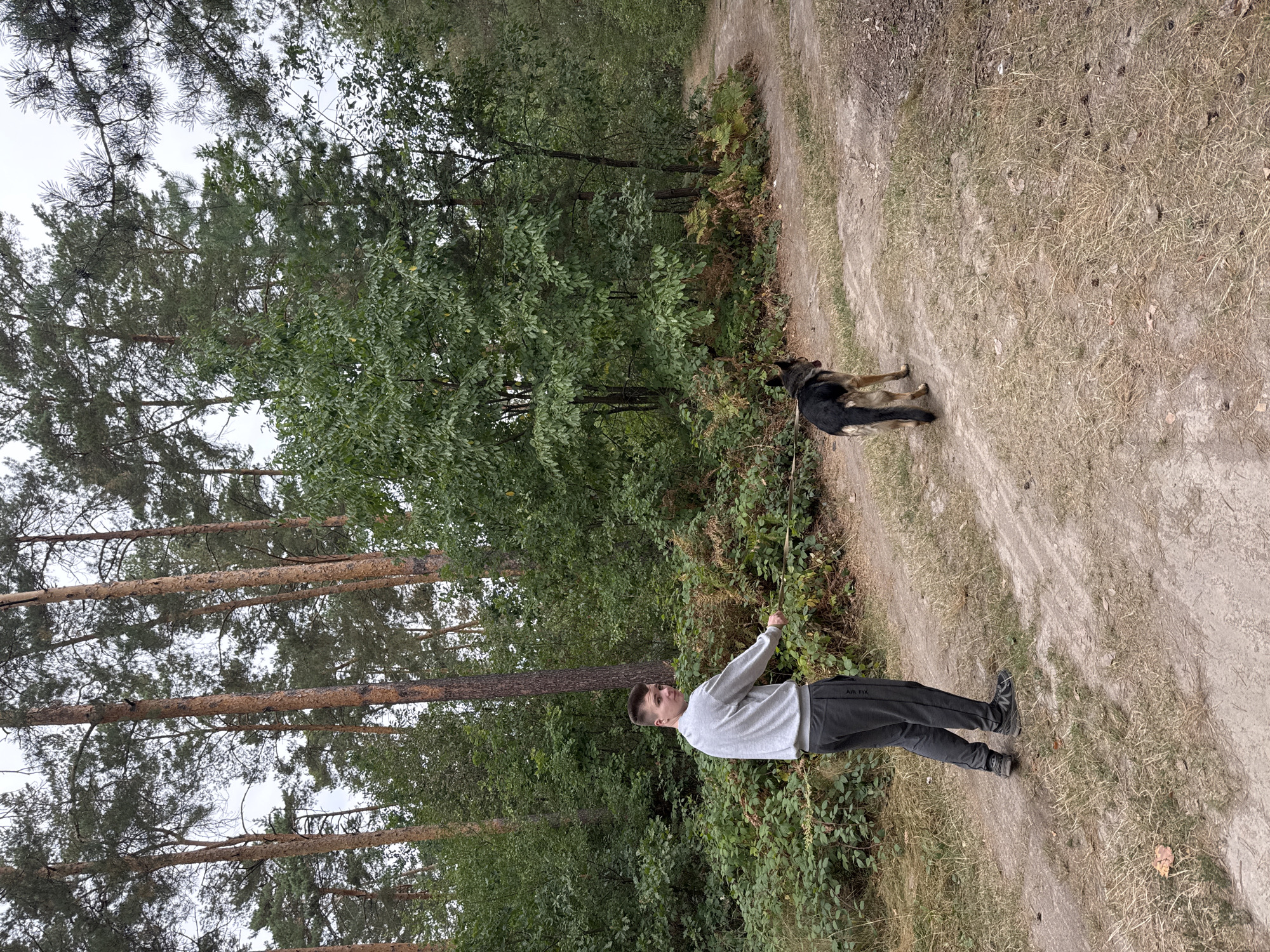 A young man with short brown hair, wearing a gray sweatshirt and dark gray sweatpants with "AIR FIX" written on the left leg, is walking a German Shepherd dog on a dirt path in a wooded area. The man is holding a thin stick that trails from the dog's collar. The German Shepherd, with black and tan fur, is walking ahead of the man and looking to its left. The path curves to the right in the background. The environment is a forest with tall pine trees and dense green undergrowth. The sky is overcast.