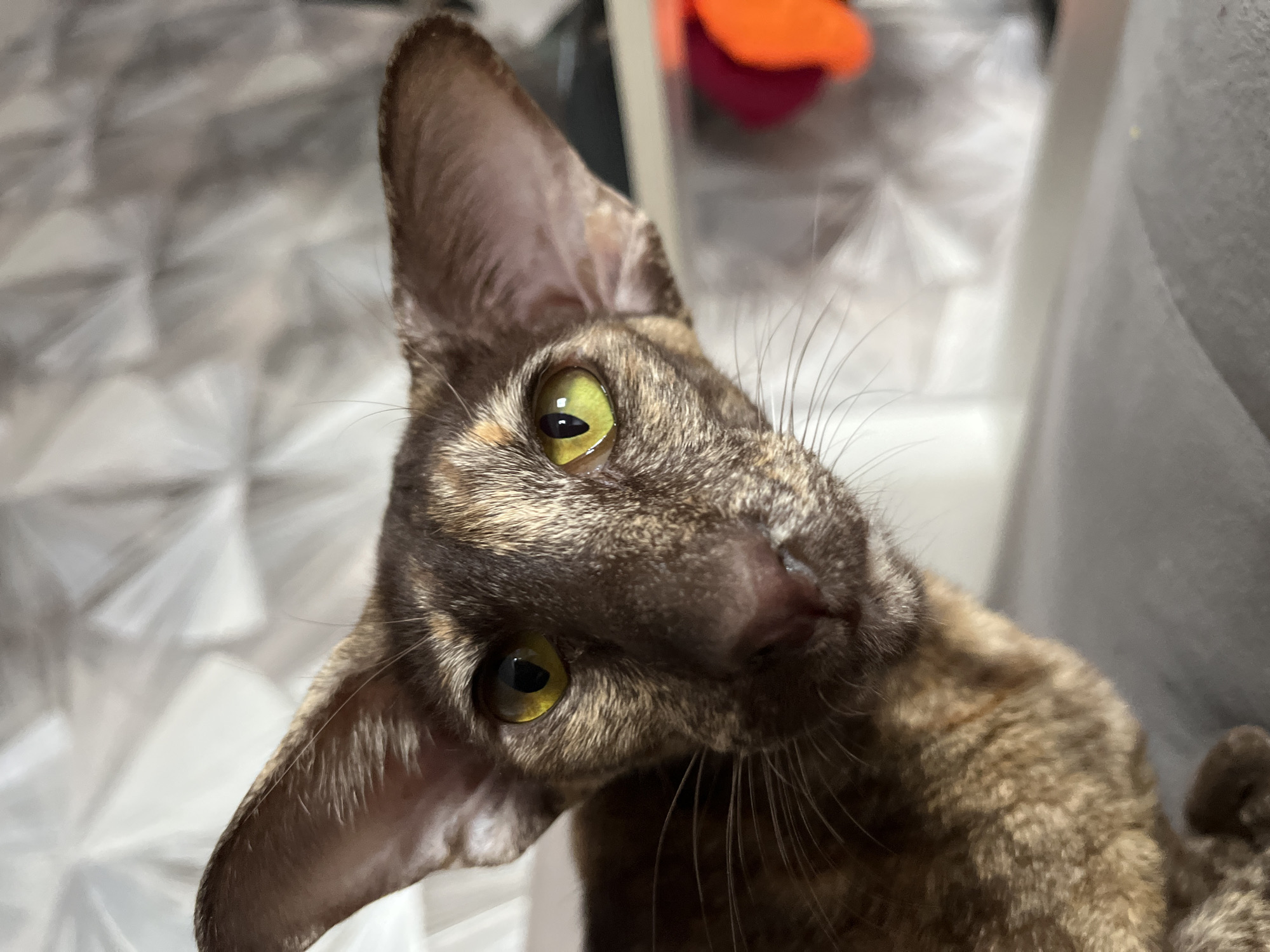 The media file presents a close-up, head-and-shoulders portrait of a domestic cat, likely an Oriental Shorthair due to its distinctive large, pointed ears and angular facial features. The cat's head is tilted to its right, and it looks directly into the camera with an attentive, curious expression. Its eyes are a striking green-yellow with vertically slit pupils, reflecting a light source. The fur displays a rich tortoiseshell or marbled pattern in various shades of brown, tan, and grey. Long, delicate whiskers extend from its muzzle. The background is heavily blurred, suggesting a shallow depth of field and an indoor setting with soft, ambient lighting. A faint, indistinct orange object can be seen in the upper right background. There is no visible text in the image. The indoor environment precludes determining the time of day or weather. No specific location cues are present within the image itself to corroborate the given context of Chaikovsky, Russia.