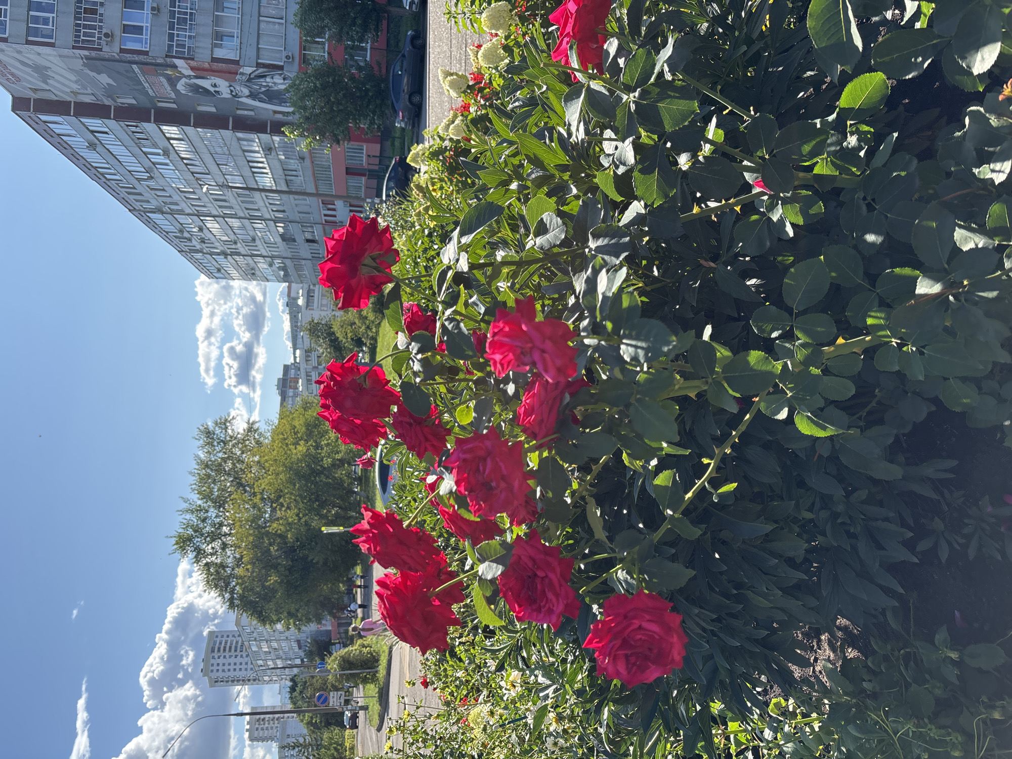 This image captures a vibrant floral display of red roses in the foreground, set against an urban backdrop in Naberezhnye Chelny, Russia. The roses are in full bloom, with their deep red petals illuminated by bright sunlight. Behind the flowers, a large residential building dominates the scene, its windows reflecting the blue sky and scattered white clouds. The building is adorned with a mural, a prominent feature of the cityscape. Further in the background, other multi-story buildings and trees are visible, suggesting a typical urban environment. A street with a few cars and some pedestrians can be seen, indicating an active street scene. The overall impression is one of a sunny day in a city where nature and urban development coexist.