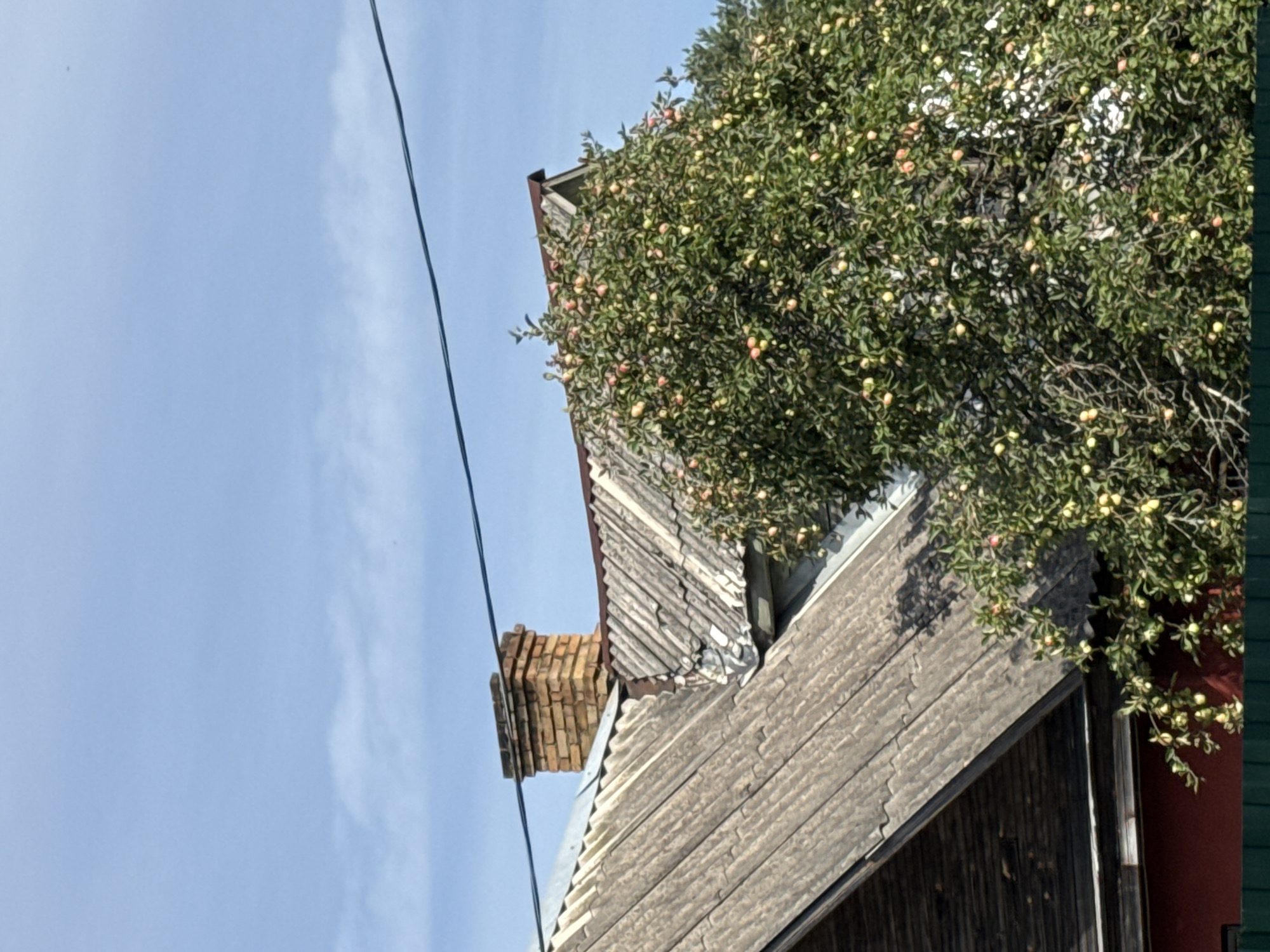 A rustic, aging house with a brick chimney and a slate roof is partially visible under a clear blue sky. An apple tree, laden with ripe fruit, grows in front of the house, obscuring much of its facade. The scene appears to be in a rural setting, possibly in Beloostrov, Russia, given the typical architecture and vegetation. There are no people or animals visible in the frame. The overall impression is one of a quiet, bucolic existence.