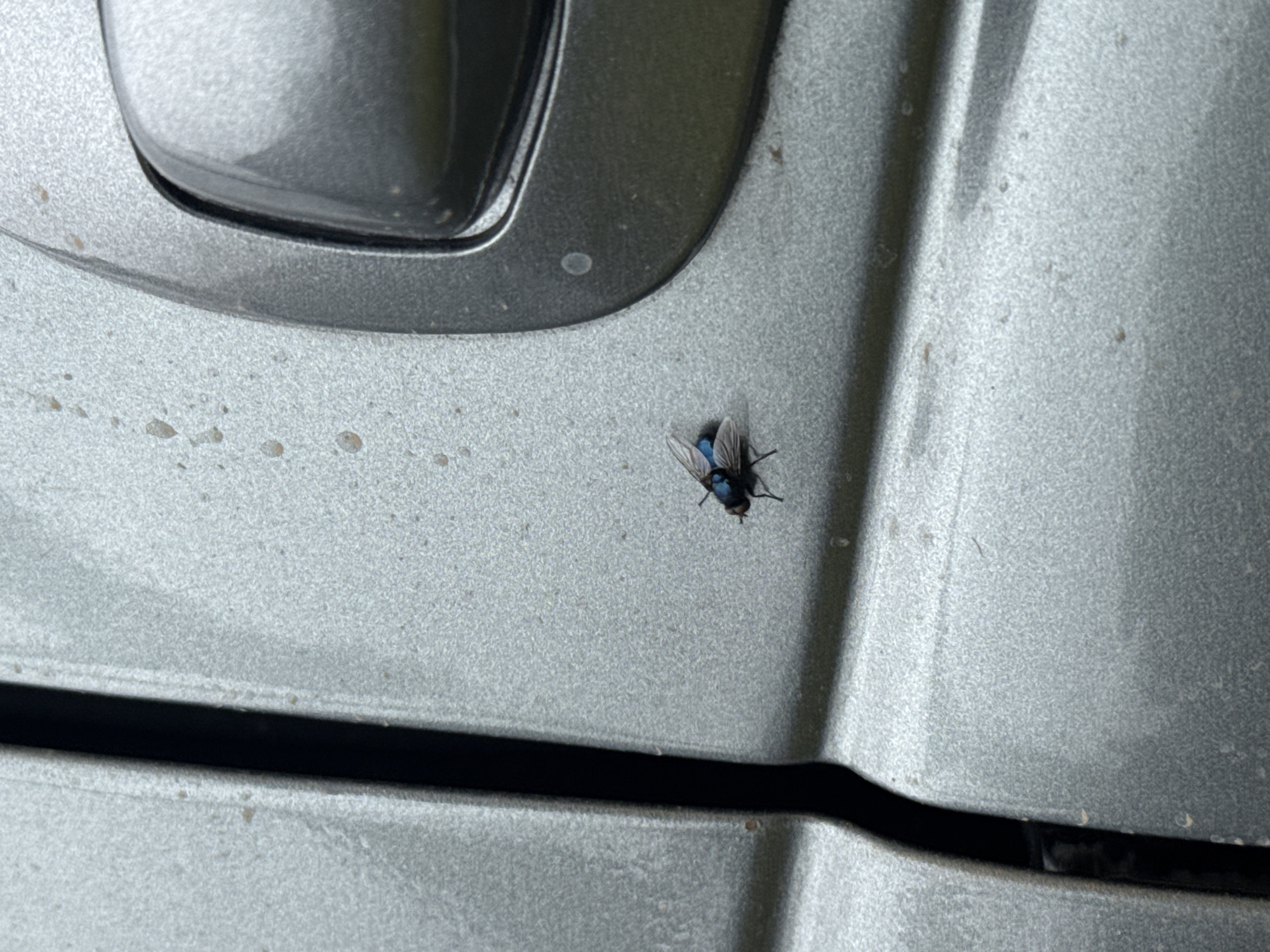 The image shows a fly with iridescent blue and green wings resting on the dull, textured silver surface of a truck door. The fly is positioned in the lower center of the frame, and its body is dark, with visible legs and antennae. The truck door has a faint sparkle, possibly from metallic paint or tiny debris. To the right of the fly, a dark gray car door handle is partially visible. The background on the left shows a dark, vertical gap, likely the seam between two panels of the truck. There are small, dark specks scattered across the truck's surface, which could be dirt or water spots. The scene appears to be outdoors, given the natural lighting and texture of the surface. The specific location in the city of Бородулино, Russia is not determinable from the visual information provided in the image.