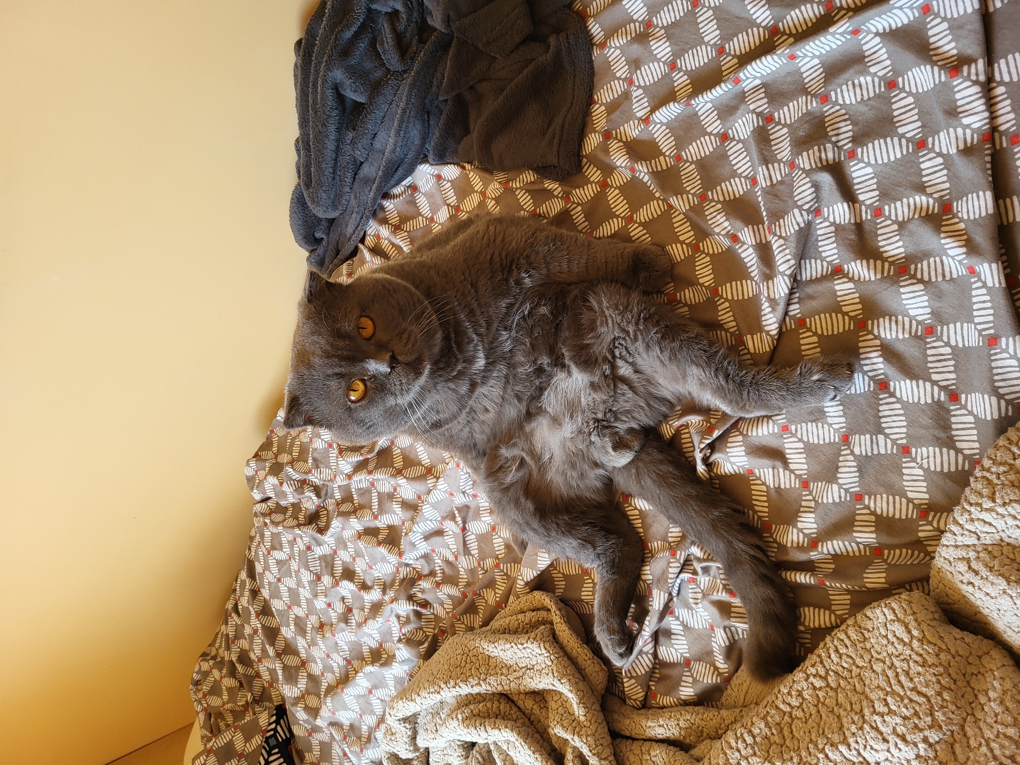 A gray British Shorthair cat with orange eyes sits on a bed with a patterned comforter. The cat is positioned in the center of the frame, facing the viewer. Its front paws are resting on its lap, and its back legs are spread apart. To the left of the cat is a fluffy beige blanket, and to the right is a dark gray blanket. The wall behind the bed is a pale yellow.