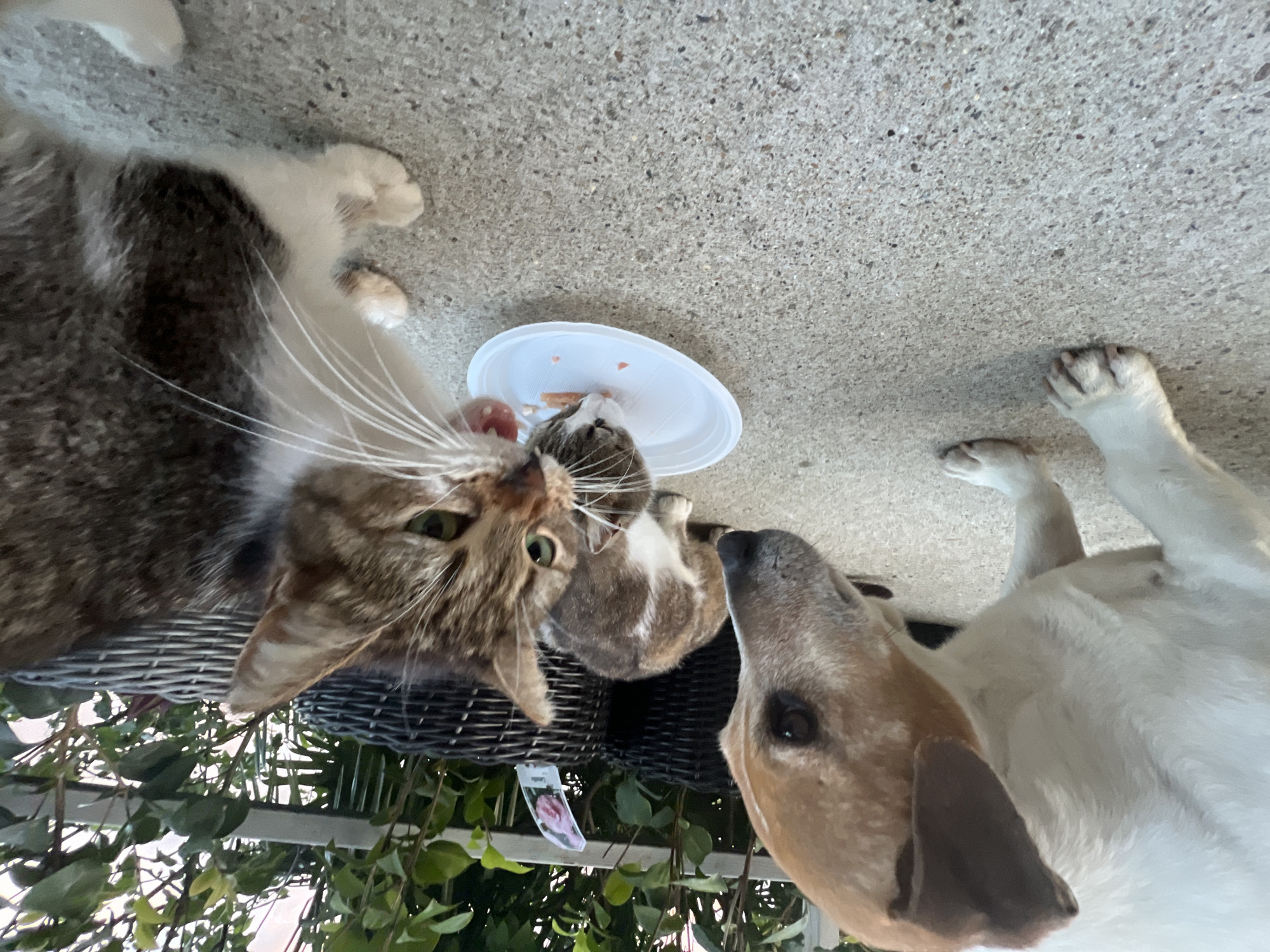 A downward-facing shot shows a cat, another smaller cat, and a dog near a white plate on a concrete surface. The first cat, primarily gray and white, is positioned on a dark wicker chair, with green plants visible underneath. A smaller gray and white cat is near the white plate, appearing to eat. A dog with brown and white fur approaches the plate. The concrete surface dominates the upper portion of the image. There is no indication of this photo being in Sochi, Russia.
