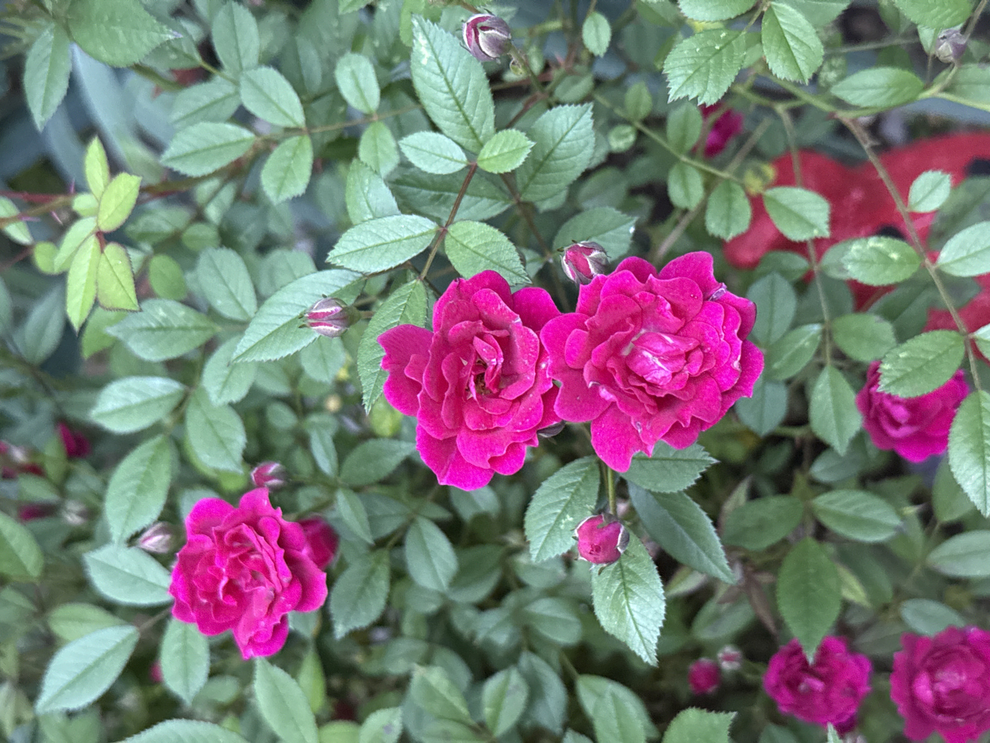The image shows a cluster of miniature rose bushes. The roses are a vibrant magenta color and are in various stages of bloom, with some fully open and others in bud form. The leaves are green and have a serrated edge. The overall scene suggests a garden setting. There is no discernible information to suggest the location is Pleven, Bulgaria. No people, objects, actions, or interactions are depicted. The environment consists solely of the rose bushes.
