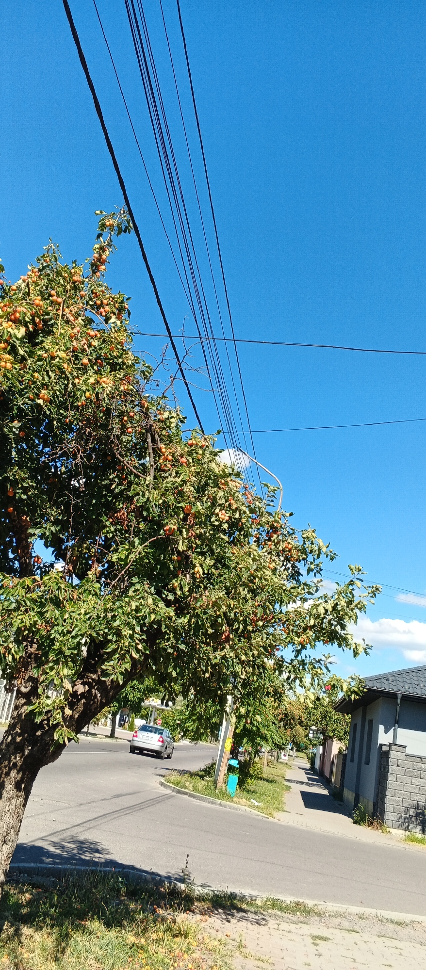 The image depicts a street scene in Mukachevo, Ukraine, under a clear blue sky. In the foreground, a large tree laden with small, orange fruits, likely apples or persimmons, dominates the left side of the frame. Power lines are strung across the upper portion of the image. A silver car is visible on the paved road, turning. The street is lined with sidewalks, grassy areas, and buildings. One building on the right is a light gray structure with a darker grey stone foundation and a dark roof. A bright blue trash receptacle is situated on the side of the road near a utility pole. The overall impression is of a sunny day in a residential or semi-urban area.