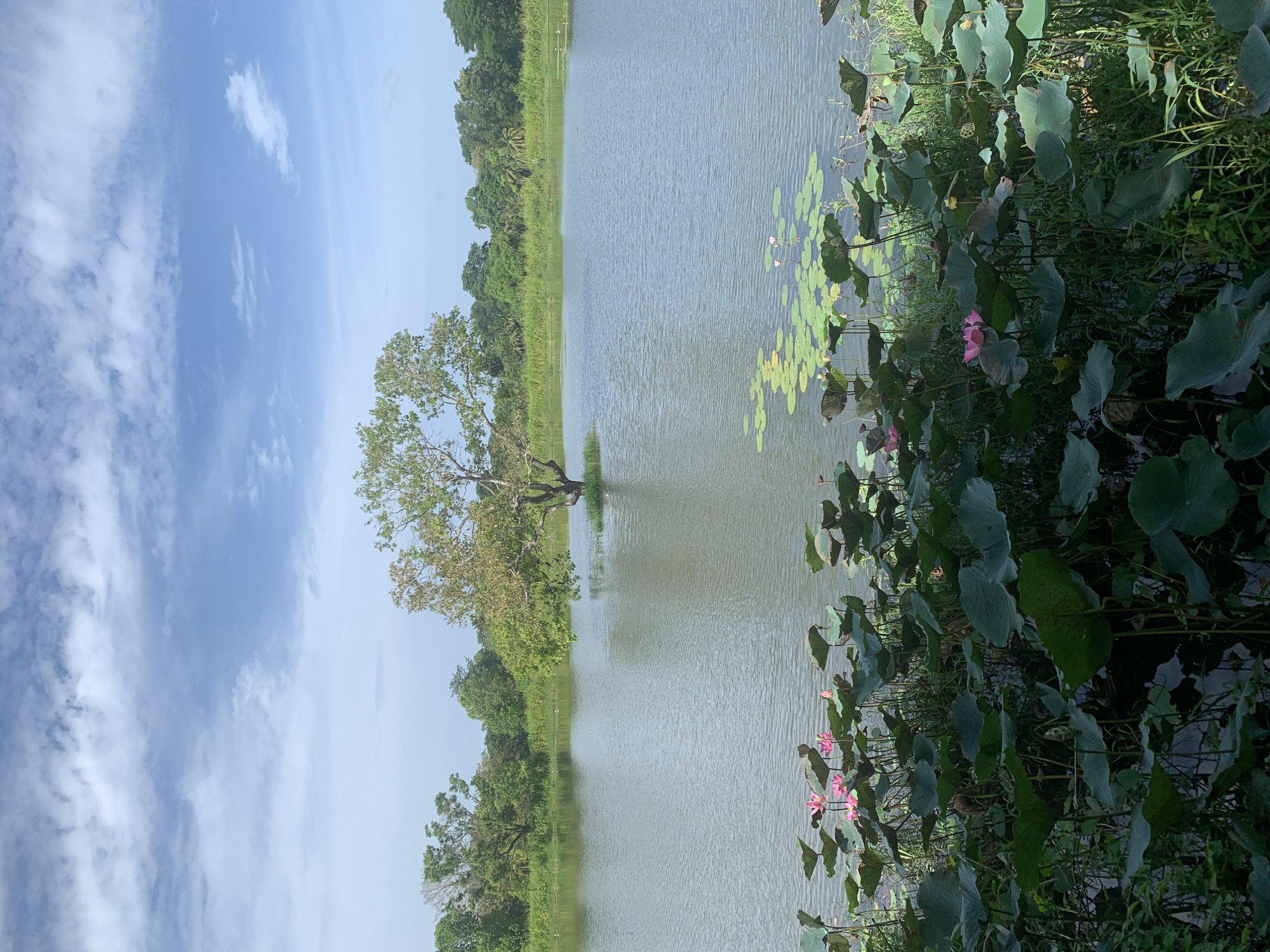 The image depicts a serene natural landscape, likely a lake or reservoir, surrounded by lush greenery and a bright, partly cloudy sky. In the foreground, a dense collection of large green lily pads and a few pink lotus flowers are visible, some in bloom and others as buds. The water is calm and reflects the sky and surrounding vegetation.
Further out in the water, a solitary, mature tree stands on a small island or mound. Its branches are spread wide, with a mix of green and slightly yellowed leaves, suggesting either the time of year or a natural variation. The background features a dense line of trees and vegetation, creating a verdant horizon. The sky is a vibrant blue with scattered white clouds, contributing to the overall peaceful atmosphere of the scene.
The location is identified as Buduruwagala, Sri Lanka, a region known for its natural beauty and historical sites. This image captures a tranquil moment within such an environment. There are no people or animals explicitly visible in the frame. The focus is on the natural elements: the water, the aquatic plants, the tree, and the sky.