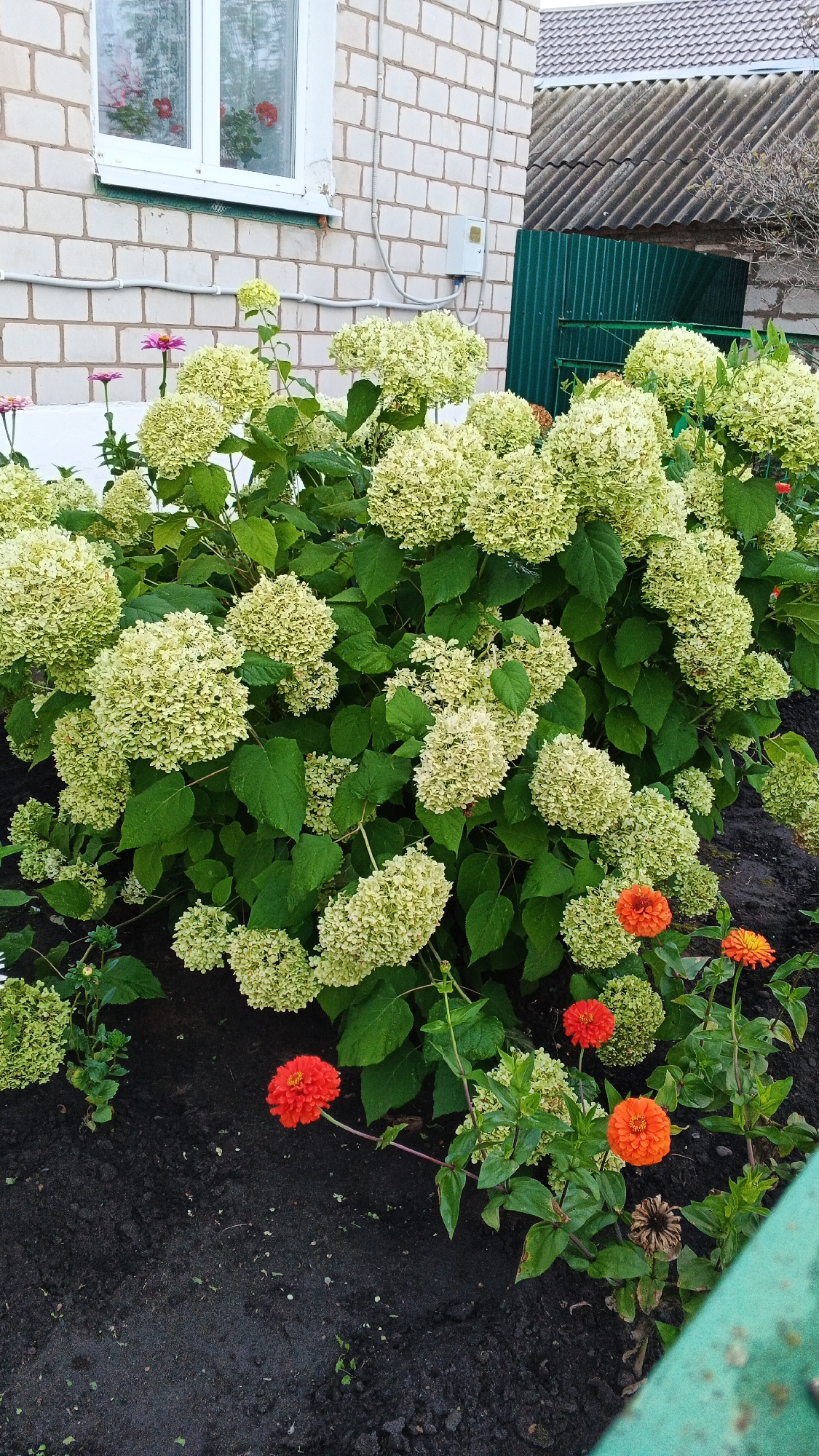 In the foreground, a lush, green hydrangea bush with large, creamy white flower clusters dominates the scene. Interspersed among the hydrangeas are vibrant red and orange zinnias. The flowers are planted in dark, rich soil. Behind the hydrangeas, a white brick building with a white-framed window is visible. A dark green corrugated metal fence stands to the right of the building, partially obscured by the foliage. The sky is overcast, suggesting a cloudy day. The image appears to have been taken outdoors in a residential area, possibly a garden or yard in the village of Podgornoye, Russia. There are no people or animals present in the image.