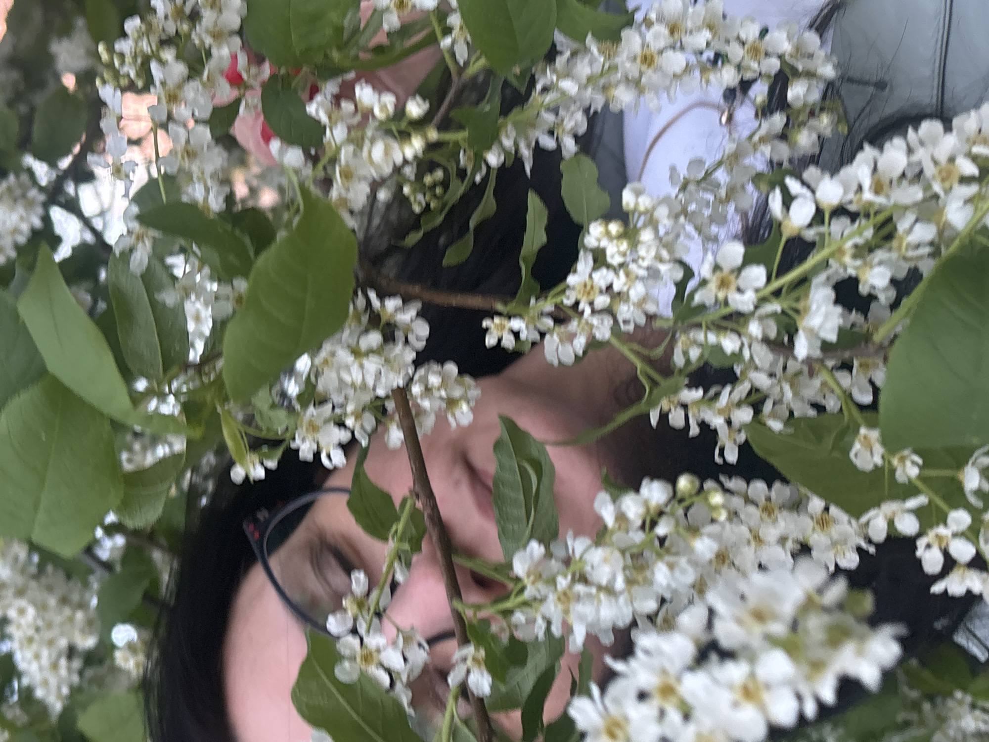 A low-angle close-up shot features a person's face surrounded by white blossoms and green leaves. The person has black hair and is wearing glasses with black frames. The scene appears to be in natural lighting. There is no specific location information discernable from the photo. The city of Chaikovsky, Russia is also not identifiable in the image.