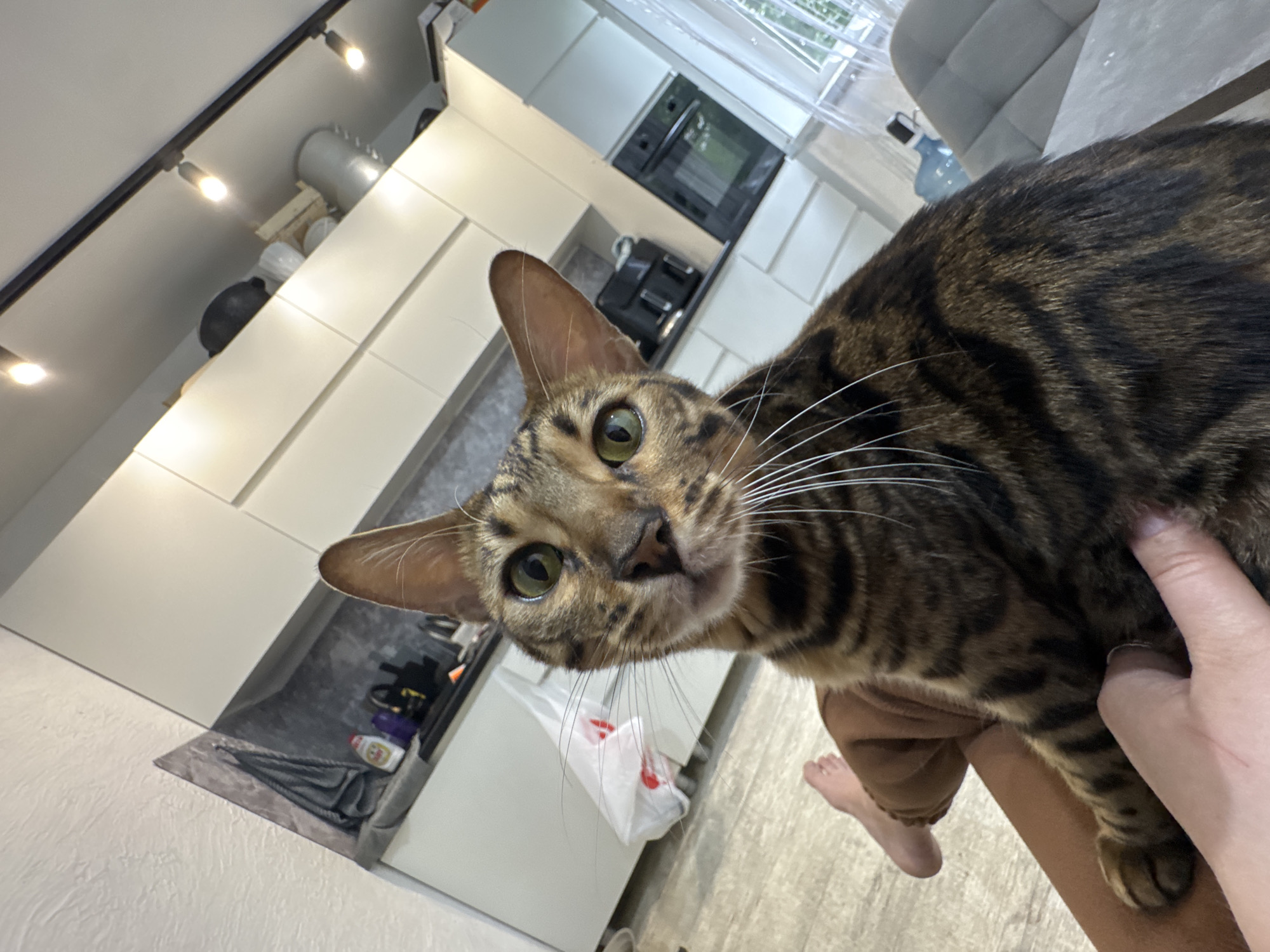 A close-up shot shows a brown and black Bengal cat held by a person. The cat has green eyes and long white whiskers. The person's skin tone appears light, and they are wearing brown clothing. The setting appears to be a modern kitchen with white cabinets, a built-in oven, and a coffee machine. There is a window with what appears to be sheer curtains in the background, and a gray chair is partially visible. Track lighting is installed on the ceiling. Location is unknown.