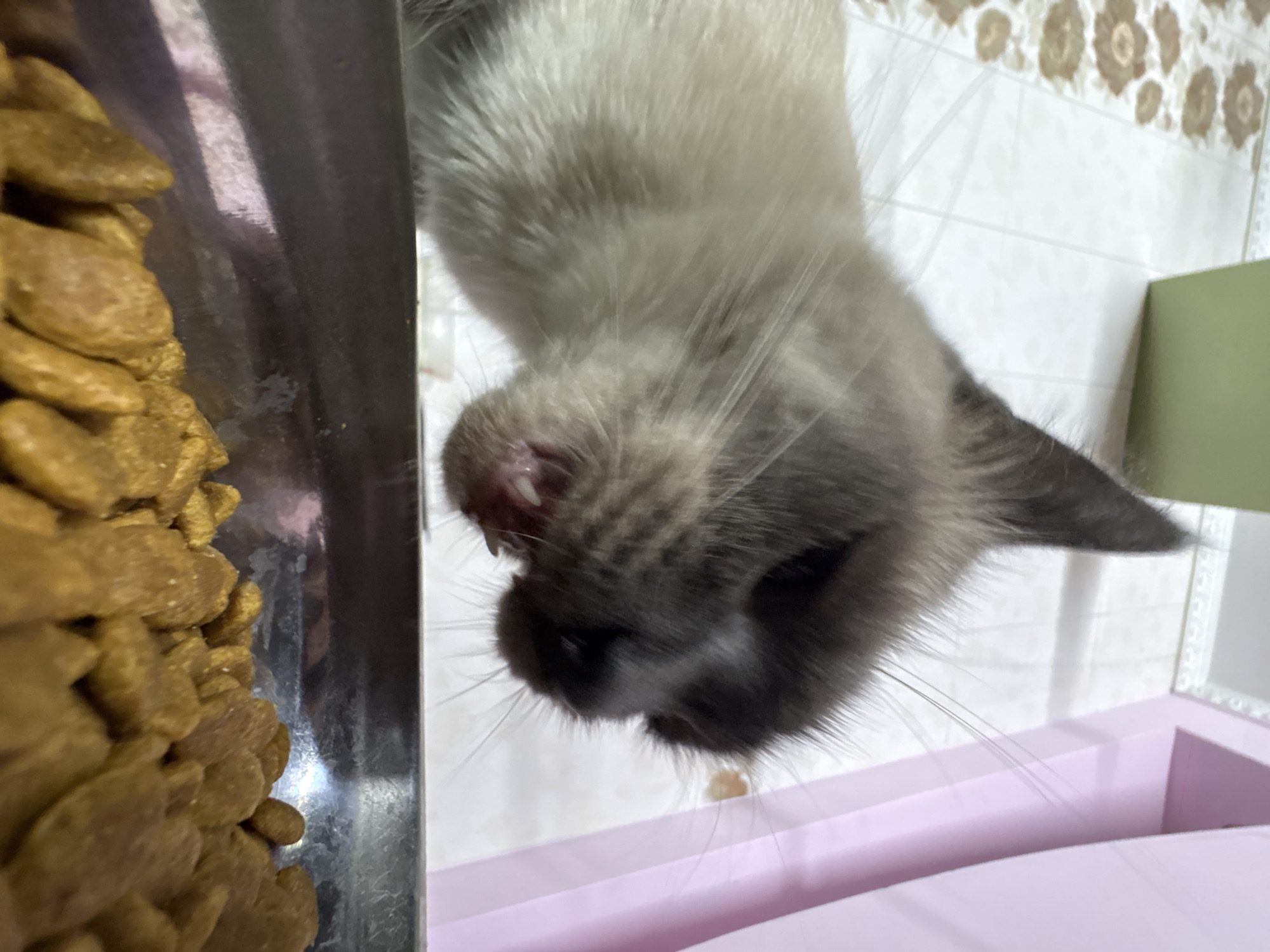 A Siamese cat is eating kibble from a metallic bowl. The cat's face is angled down towards the food. The background shows a tiled floor and a pink wall. There is no indication of the location being Almaty, Kazakhstan.