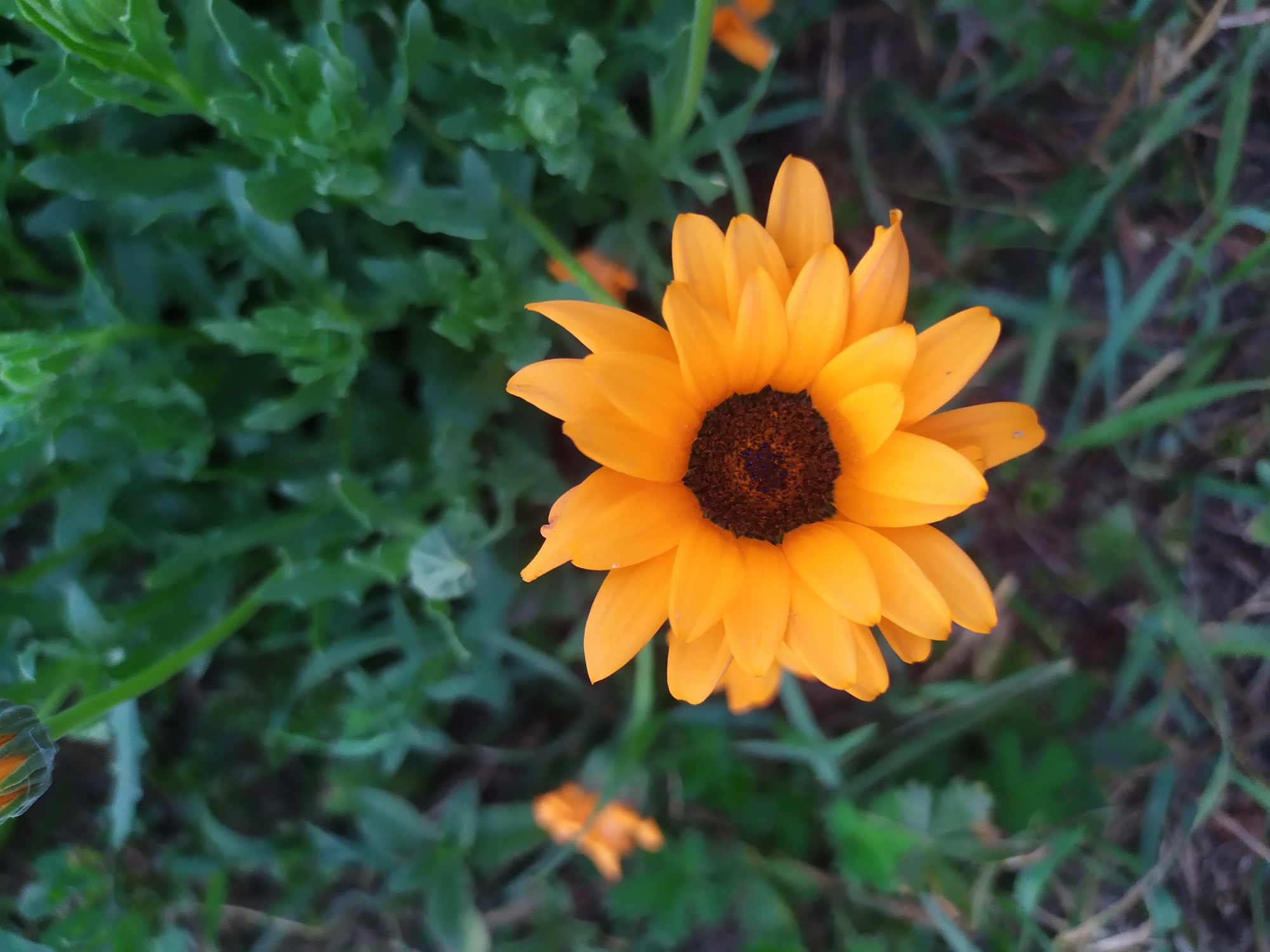 A bright orange calendula flower is in focus in the foreground, with its petals fanned out and a dark brown center. The background is a blur of green foliage and a few other out-of-focus orange flowers. The lighting suggests it is daytime.