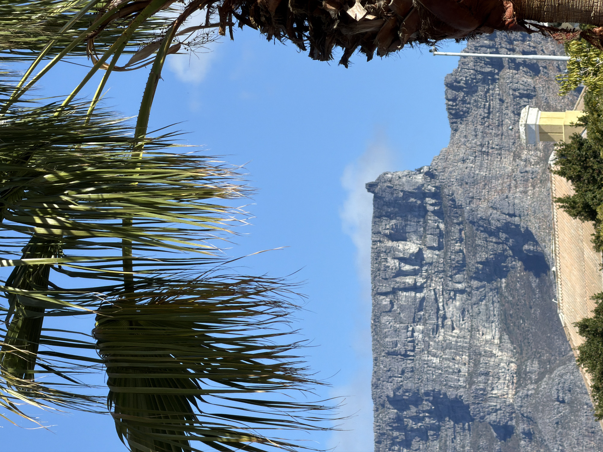 The image shows a view of Table Mountain in Cape Town, South Africa, framed by palm trees. The mountain's rocky face is visible, with a blue sky in the background. A yellow structure and some vegetation are on the lower right edge of the mountain. Palm fronds appear on the left, and the trunk of a palm tree is in the upper right.