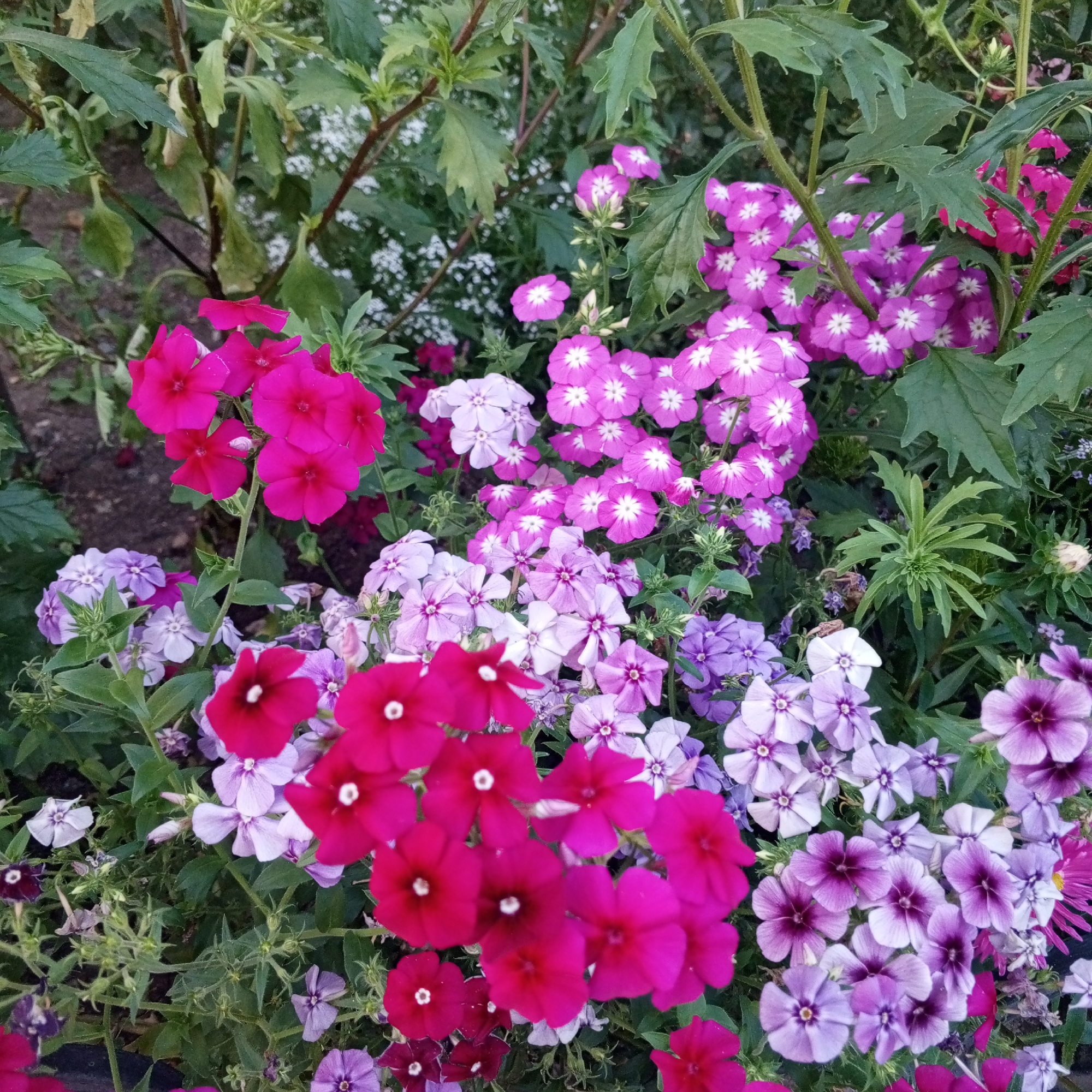 The image shows a close-up of a flowerbed filled with various phlox flowers. The flowers are a mix of vibrant pinks, purples, and whites, with some buds and green foliage also visible. The flowers are densely packed together, creating a lush and colorful display. The image is taken from a slightly elevated angle, looking down into the flowerbed. There are no people or animals present in the image. The scene appears to be an outdoor garden setting. This image is located in the city of Sayanogorsk, Russia.