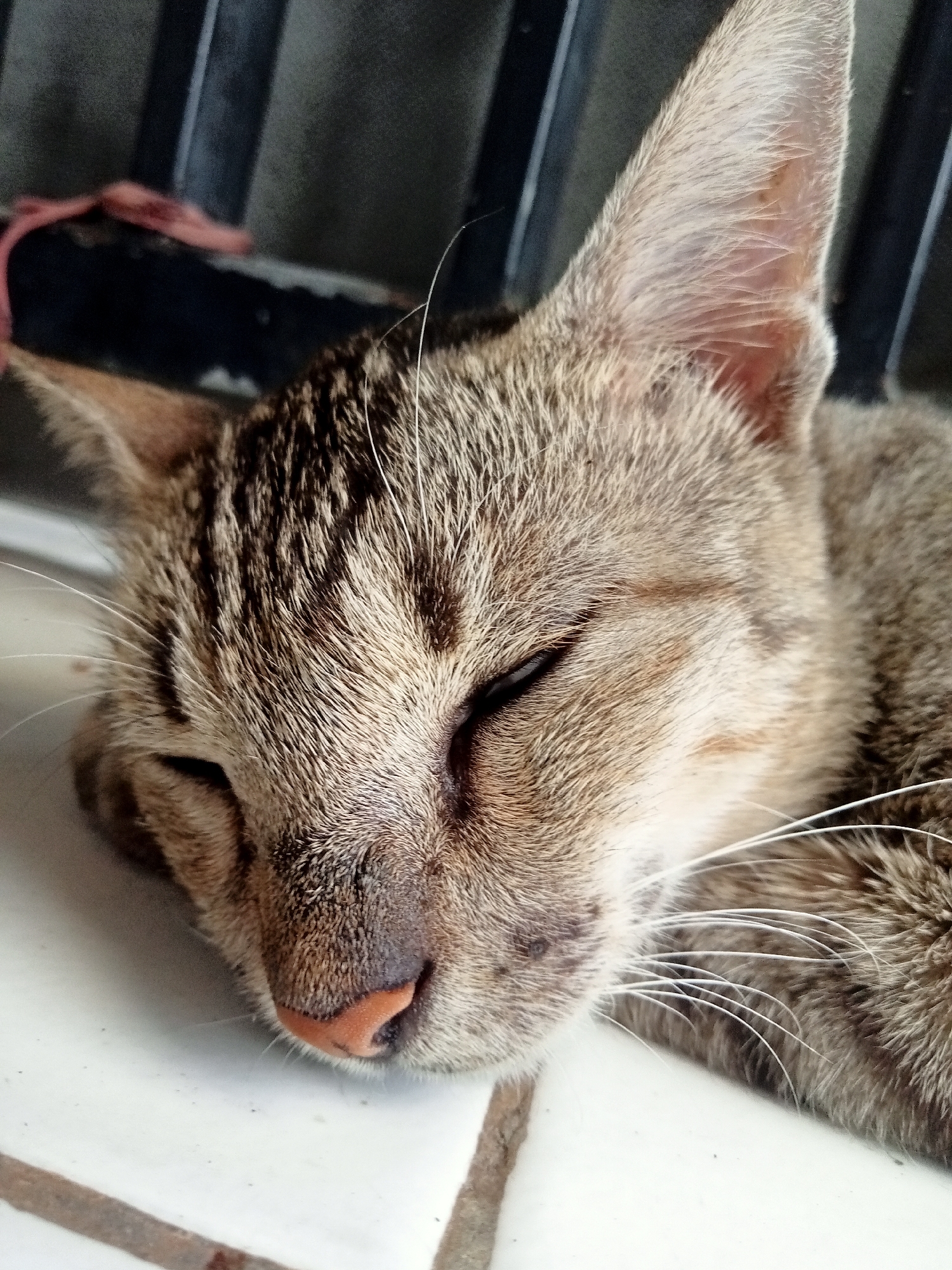 A close-up, overhead shot shows a tabby cat sleeping on a white tiled surface. The cat is lying on its side with its eyes closed, its head resting on its paws. Its fur is a mix of brown, black, and white stripes, and its nose is a pale pink. The background is dark and out of focus, with vertical bars visible. A pinkish cord is visible in the upper left corner. The scene appears to be indoors, possibly in a home or shelter.