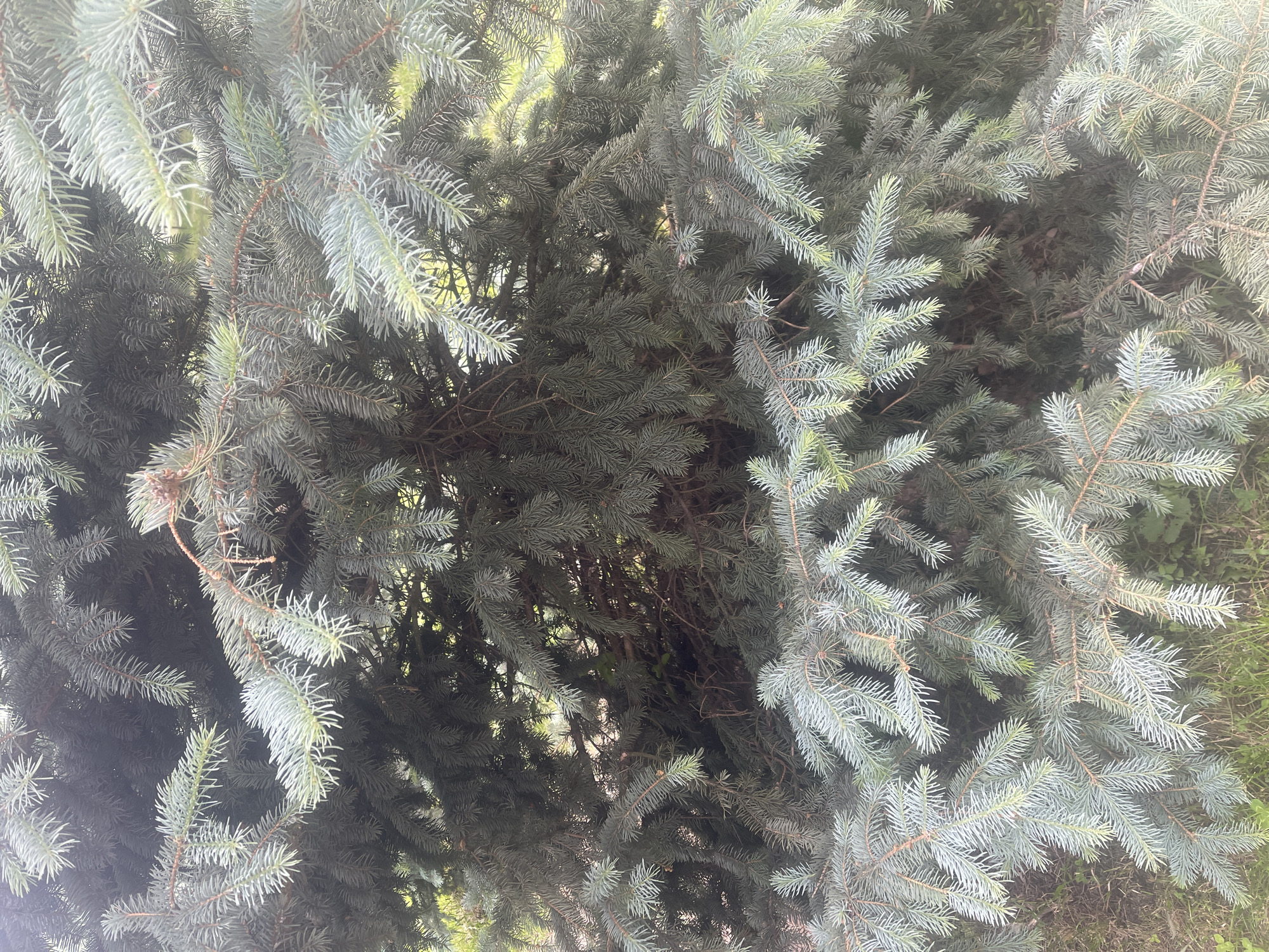 The media file presents a detailed, close-up view of a dense evergreen tree, predominantly featuring its foliage. The image is filled with numerous needle-like leaves and interwoven branches, creating a rich, textured composition. The needles display a characteristic bluish-green hue, with some appearing lighter, almost silvery, particularly on the outer sections, suggesting a waxy coating or reflection of light. Deeper within the canopy, darker green foliage and brown branches are visible, creating shadows and depth.
No human subjects, animals, or distinct artificial objects are present in the frame. The scene is static, showing no specific activity or event.
Notable details include the lushness and density of the foliage, which suggests a healthy tree. The lighting appears bright and natural, indicating it is daytime, though the light is diffused, possibly due to an overcast sky or the dense canopy itself. There are no visual cues to determine specific weather conditions, time of day beyond "daytime," or any particular location within the image. No text is visible in the photograph. The provided crops offer closer inspections of different sections of the tree's needles and branches, consistently showcasing the same characteristics.