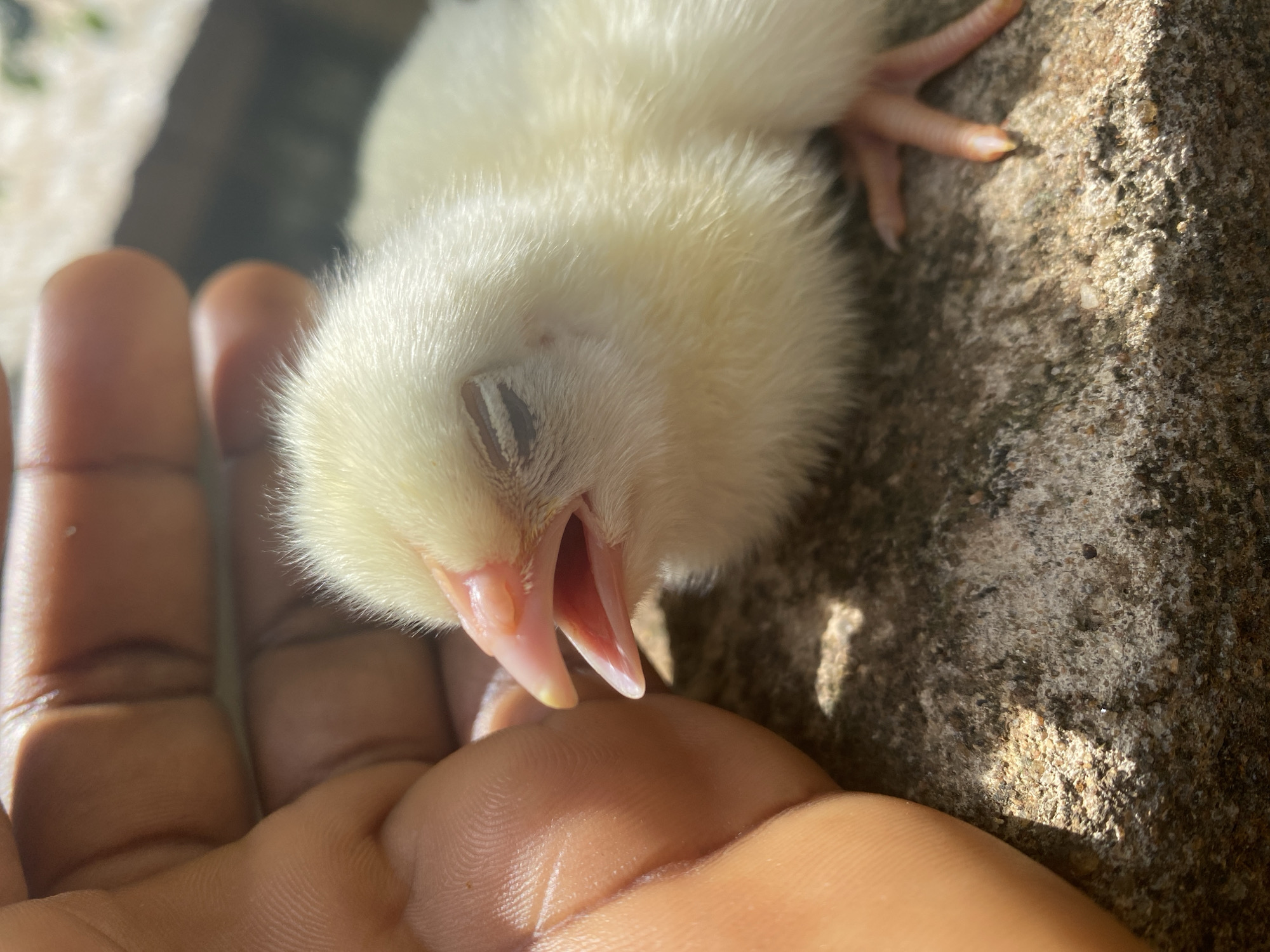 A close-up, high-angle shot captures a fluffy, pale yellow chick resting on a human hand, against a rough, textured background. The chick is positioned centrally, facing upwards, with its head slightly tilted. Its entire body is covered in soft, downy, light yellow feathers. Its tiny, pink beak is wide open, exposing the pink interior of its mouth, suggesting it is yawning, chirping, or panting. Its eyes appear closed or very narrow slits, contributing to a sleepy or vulnerable expression.
A human hand, with a medium-brown skin tone, supports the chick from the left and below. Visible palm lines and finger details indicate gentle contact. In the upper right of the frame, the chick's delicate pink legs and small claws are visible, resting on a coarse, grey-brown surface that resembles concrete or stone.
The scene is brightly lit by strong, natural sunlight, casting distinct shadows and creating highlights on the chick's feathers and the rough background. The lighting indicates it is daytime, likely outdoors. The rough, sun-dappled concrete or stone surface suggests an outdoor setting, potentially in Maigizo, Nigeria, where such materials are common. There is no visible text in the image.