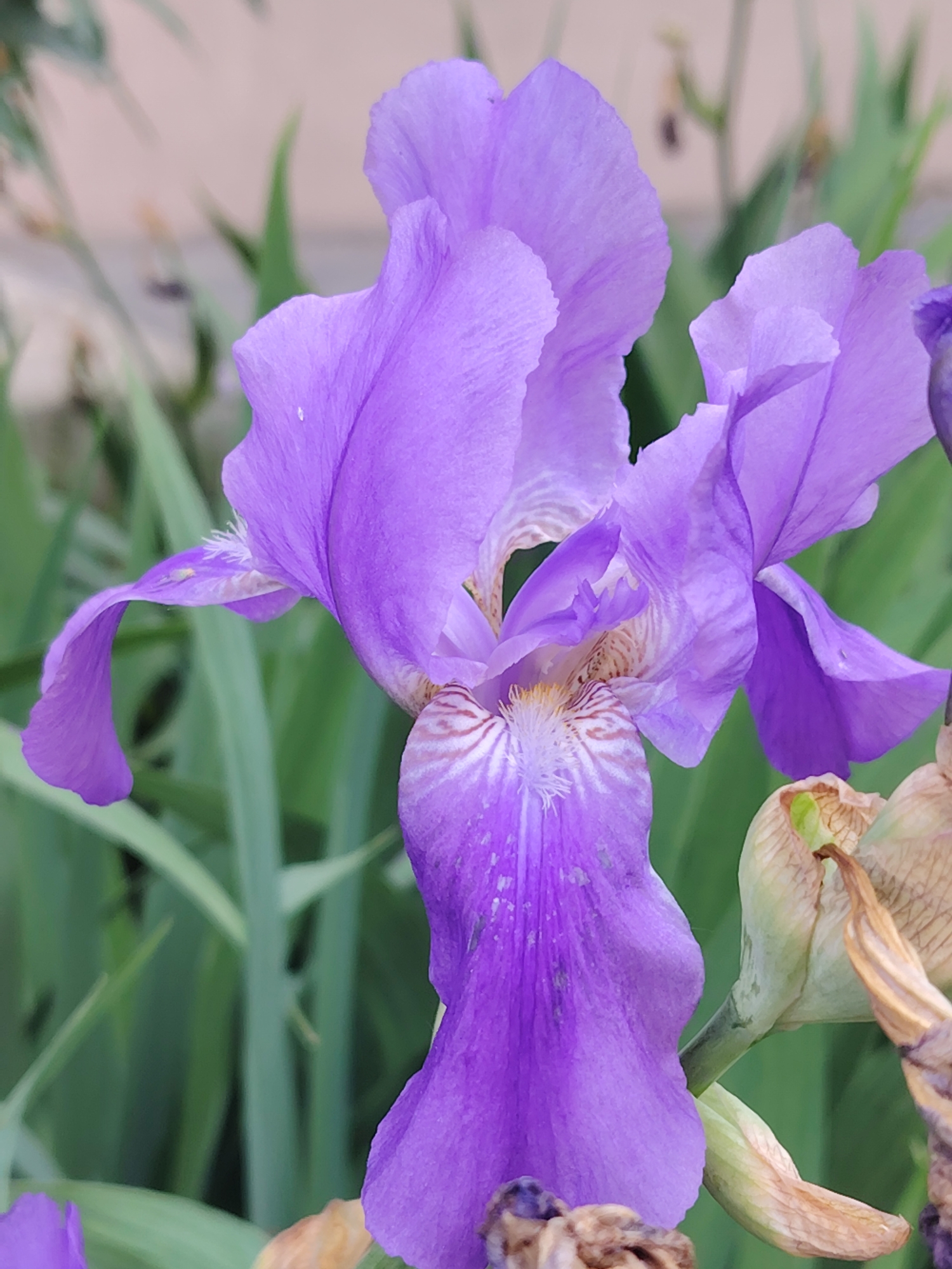 A close-up, vertical, full-frame shot captures a vibrant purple iris flower in full bloom against a soft green, out-of-focus background of foliage. The flower dominates the frame, showcasing its intricate details. The petals, displaying delicate veins and slight water droplets, unfurl in graceful curves. The lower part of the flower features a lighter shade with subtle brown and white striped markings. To the right, the dried remains of a previous bloom are visible, adding a contrast of texture and color. The lighting is soft and even, highlighting the flower's texture and vibrant hues. The scene is devoid of any human presence or specific identifiable urban elements, suggesting it is likely a natural or garden setting.