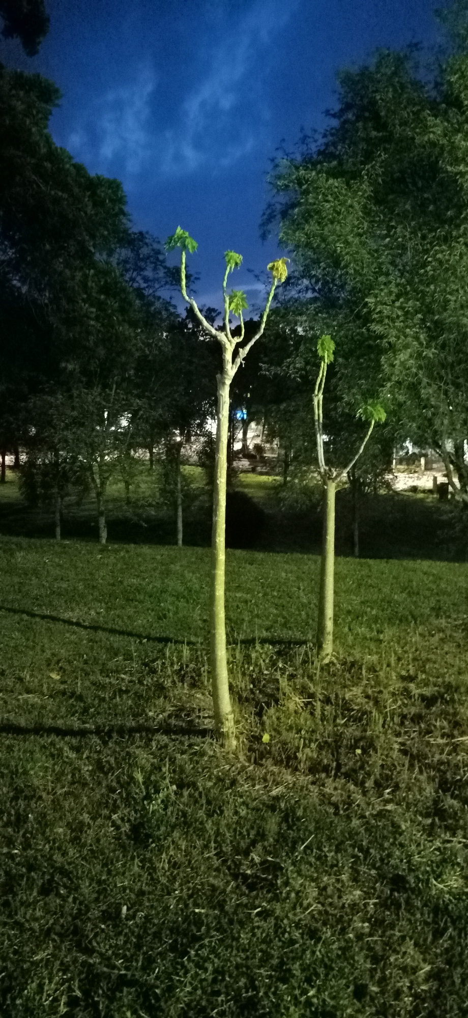 Two young trees with sparse foliage and smooth, light-colored trunks stand in the foreground of a grassy park area. The tree on the left is taller and has a thicker trunk, with its branches extending upwards and outwards, each ending in a small cluster of leaves. The tree on the right is shorter and thinner, with a similar branching pattern and leaf arrangement. The ground is covered in a thick layer of green grass, with some scattered dried leaves and debris. Behind the trees, a line of darker, more mature trees creates a dense backdrop, their leaves appearing dark and shadowed. The sky above is a deep twilight blue, with wispy white clouds visible. Artificial lighting illuminates the scene, casting soft shadows on the grass and highlighting the trees. In the background, there are hints of park infrastructure, including a faint blue light and some distant structures, suggesting this is a public park in Palohgadeng, Indonesia, at dusk.