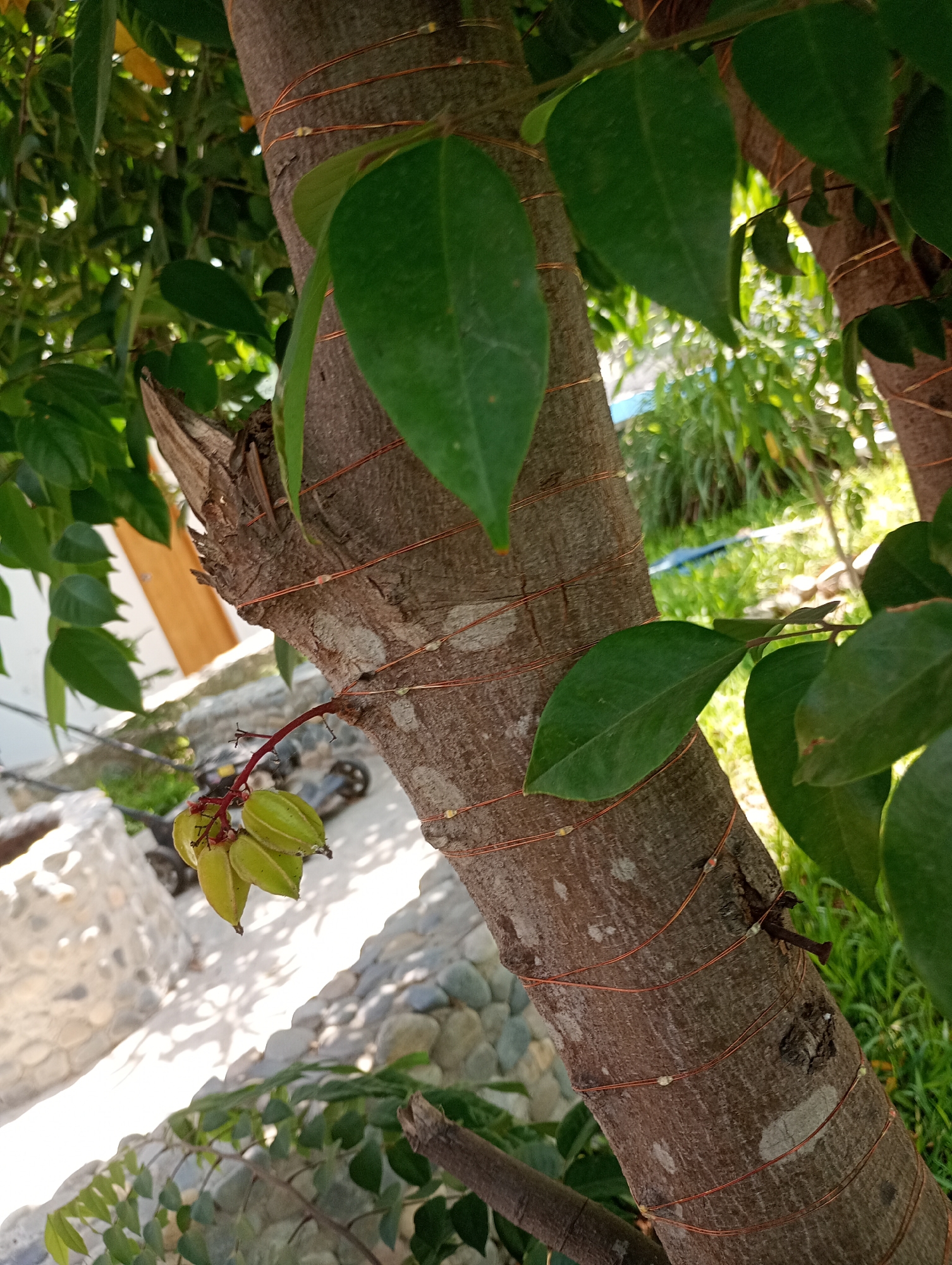 A close-up shot depicts a tree trunk wrapped with thin copper wire. Green leaves partially obscure the trunk, and a cluster of star-shaped, unripe green fruits hangs from a branch. A building facade and a stone path can be seen in the background. The specific location within the city of Laredo, Peru, cannot be determined from the provided image.