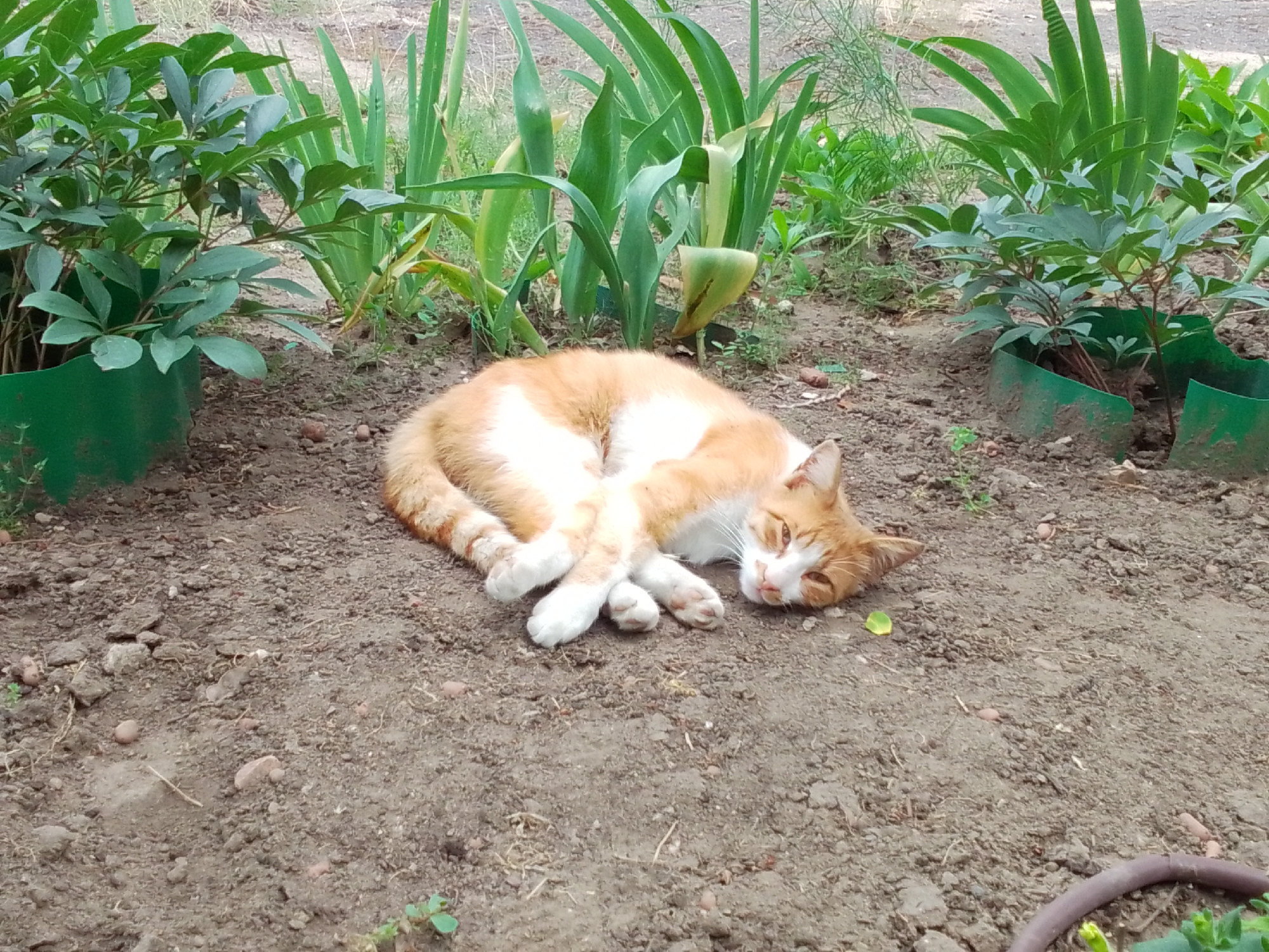 An orange and white cat is sleeping curled up on the dirt in front of some plants. The cat is lying on its side with its paws tucked in. Its head is resting on the ground, and its eyes are closed. The cat's fur is short and soft. The plants are green and leafy. The ground is a light brown color. The background is blurred, but it appears to be a grassy area. The scene is peaceful and serene.