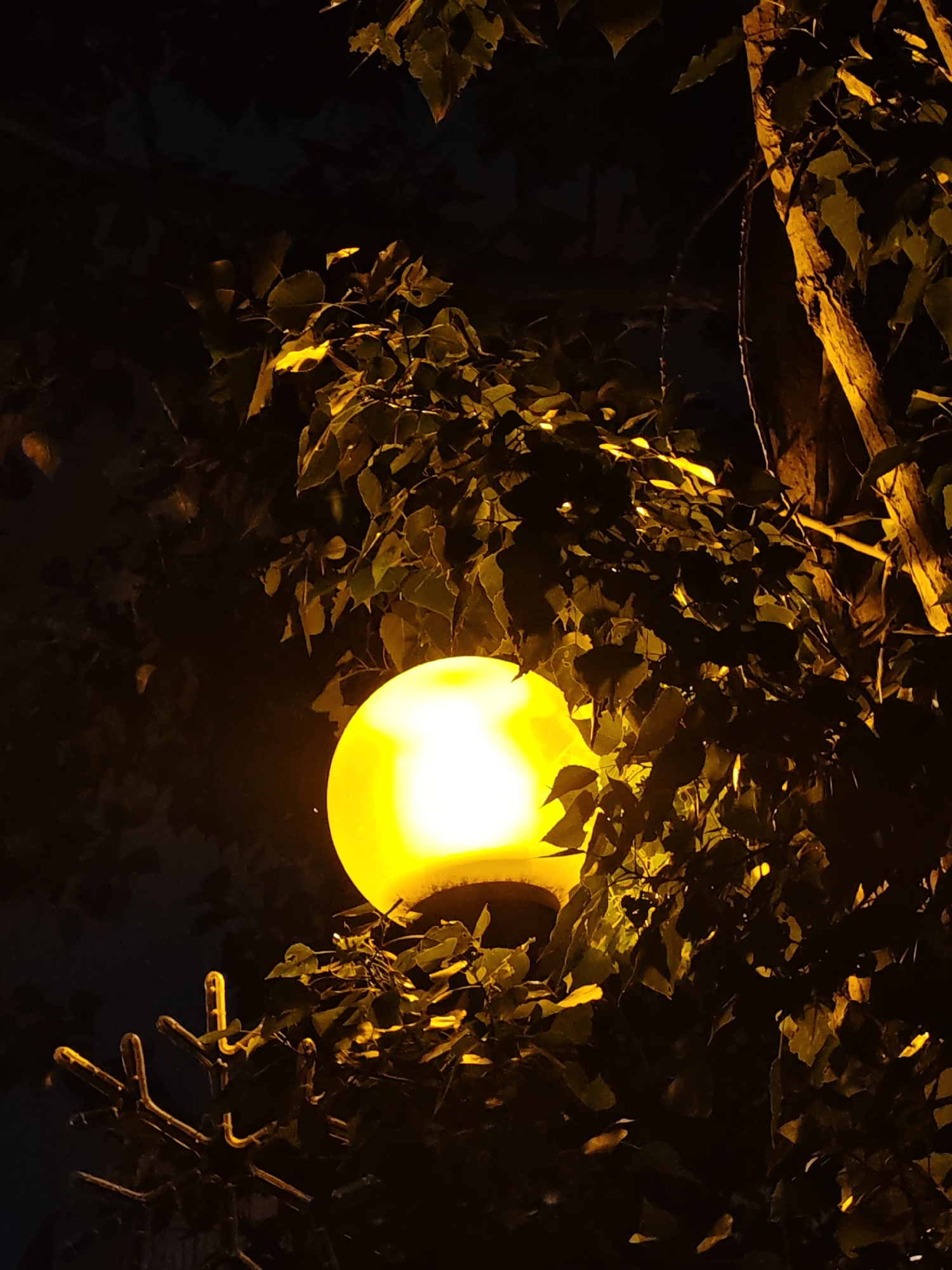A softly illuminated globe streetlamp is partially obscured by leafy tree branches at night. The lamp's glow is yellow and intense, contrasting with the deep shadows cast across the leaves and surrounding darkness. The lamp sits atop a dark metal post with branching arms visible at the bottom left. A tree trunk can be seen behind and to the right of the light fixture. The location in the city of Unknown, Unknown, is undetermined.