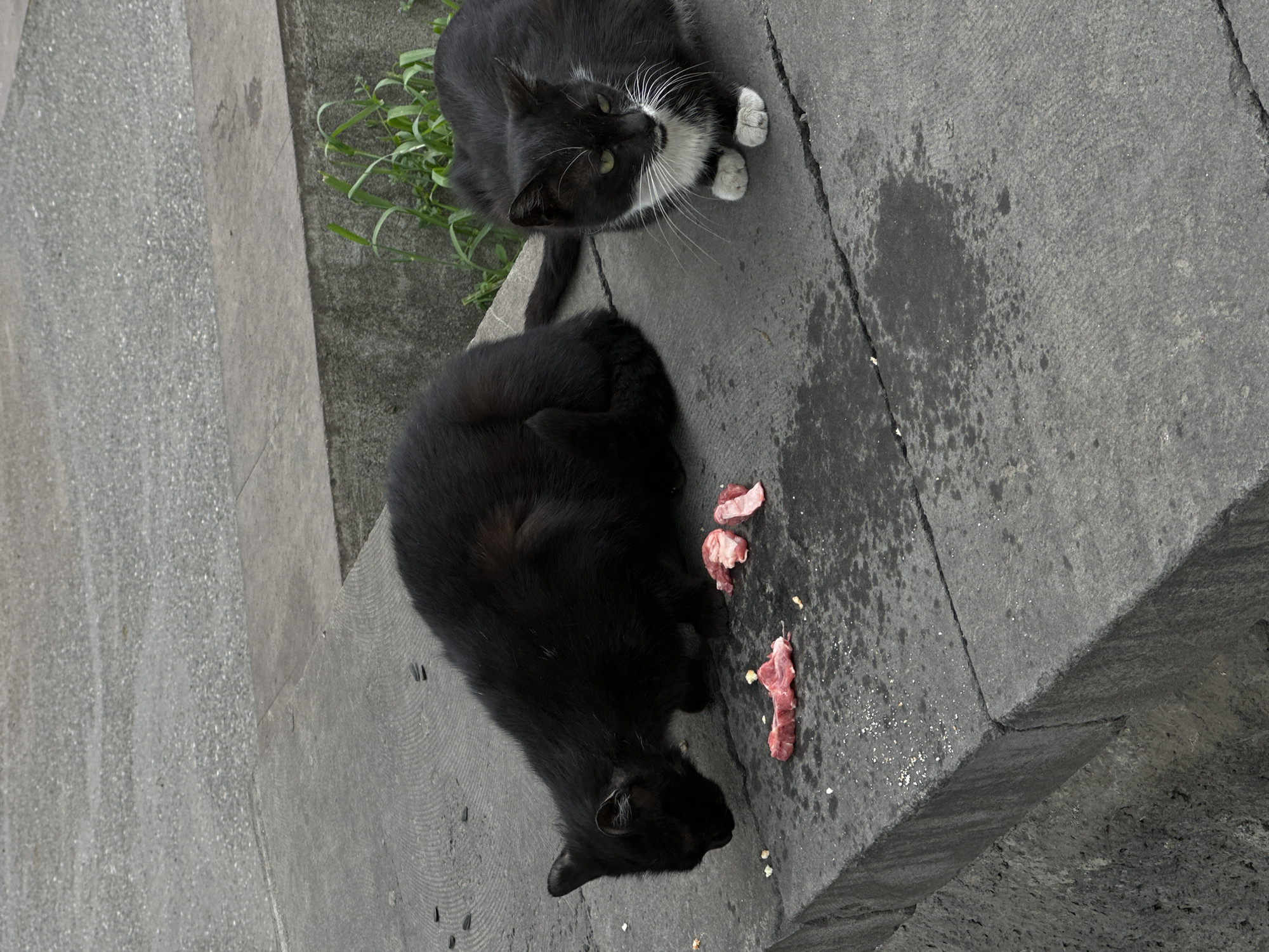 Two cats are on a gray concrete surface. One cat is black and white, looking upward. The other is black, bending down to eat pieces of raw meat. The concrete surface is stained with what appears to be grease and scattered with small bits of food. The scene is likely located in Yerevan, Armenia, as that information was provided. Patches of green grass are visible behind the cats. The concrete appears to be a sidewalk or curb.