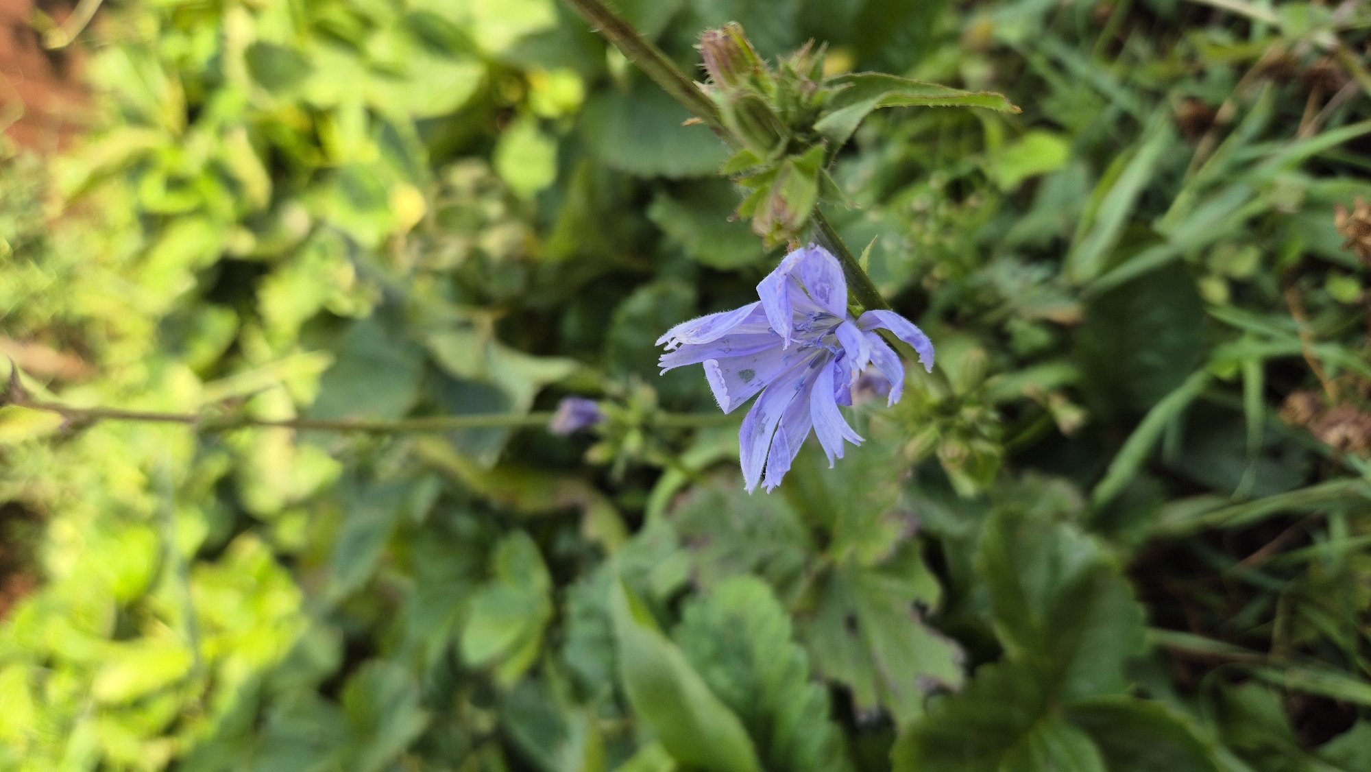 A close-up, eye-level, vertical shot showcases a delicate, light purple flower with fringed petals blooming amidst lush green foliage. The flower is slightly off-center to the left, its petals gracefully fanned out. In the background, the greenery is a blur of various shades of green, suggesting a natural outdoor setting. There are no people or man-made objects visible in the frame. The image appears to have been taken in Pomryaskino, Russia, though no specific landmarks are identifiable. The lighting is natural, with soft shadows suggesting a bright, overcast day. The focus is sharp on the flower, with the surrounding vegetation softly blurred, creating a shallow depth of field.