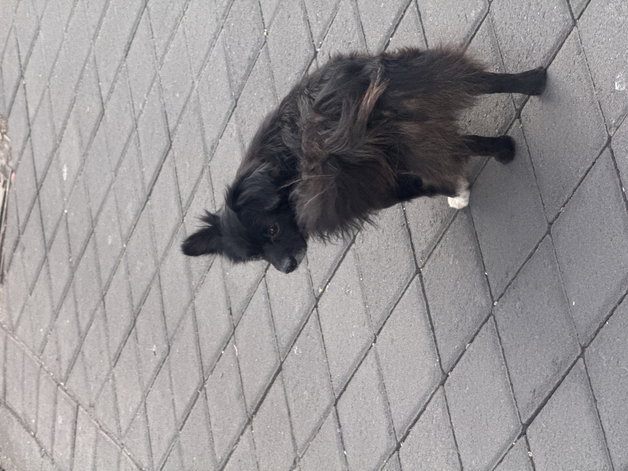 A small, black, shaggy-haired dog is standing on a tiled sidewalk in Kuta, Indonesia. The dog is facing away from the camera, looking over its shoulder. Its tail is fluffy and bushy, held high. The dog has one white paw. The sidewalk is made of grey, square tiles arranged in a diamond pattern. The lighting suggests it is daytime, with an overcast sky. There are no other people or objects visible in the frame.