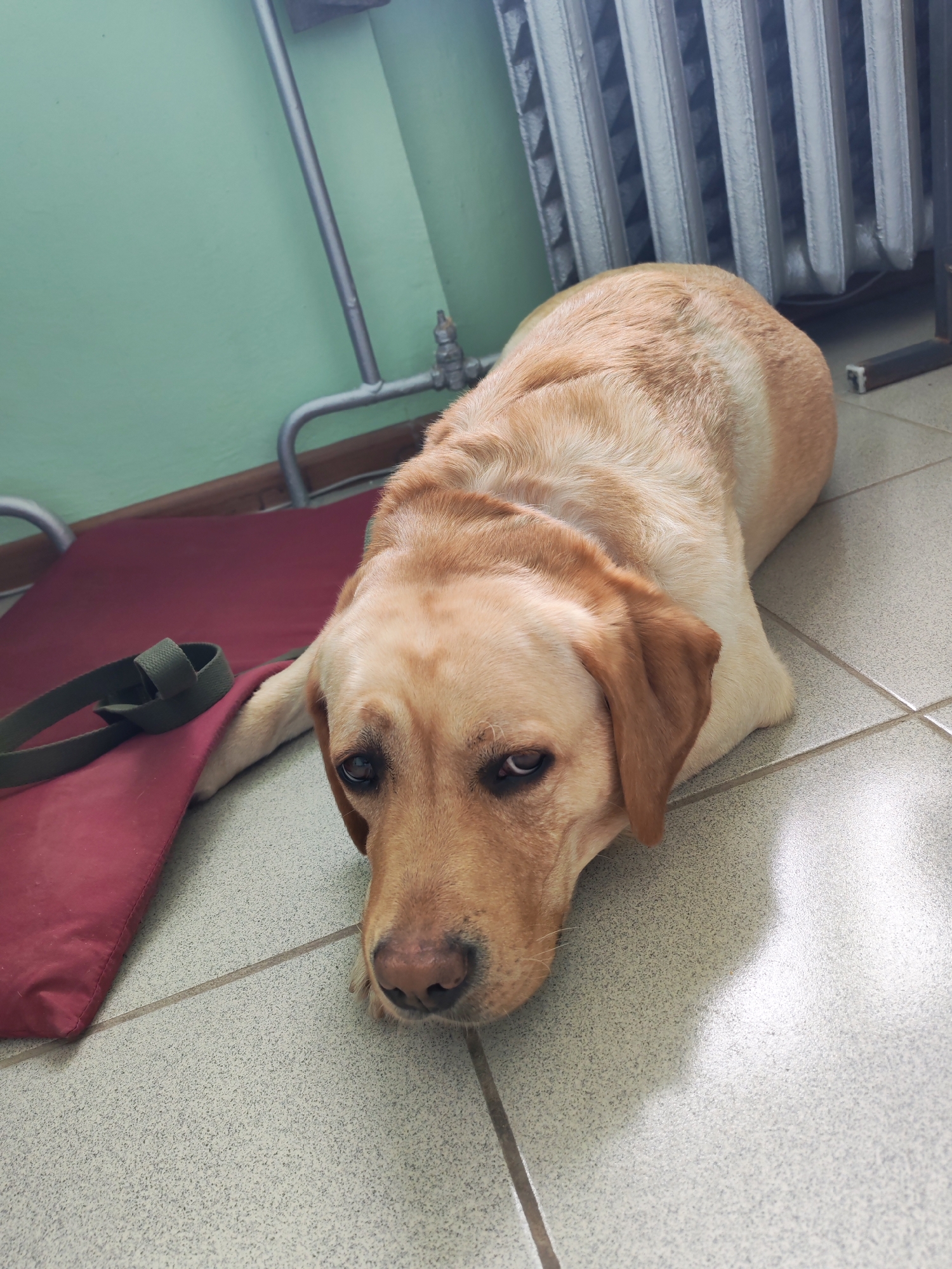 A light-colored Labrador Retriever is the central subject of this indoor photograph, taken in Chaikovsky, Russia. The dog, with its short, tan-blonde fur, lies sprawled on a light grey tiled floor, resting its head on its front paws. Its eyes, partially shaded by its eyelids, look directly at the viewer, conveying a sense of weariness, patience, or slight sadness.
To the left of the dog, a red fabric mat or low dog bed is visible, on which a dark green leash is coiled. The background features a light green wall that meets the floor with a dark wooden or metal trim. Along the base of this wall, silver-colored metal pipes are prominent, suggesting utility infrastructure. In the upper right portion of the frame, a white, vertically-ribbed cast-iron radiator is partially visible, indicative of a heating system. The tiled floor and the presence of pipes and a radiator point to a functional or public indoor space, such as a waiting area in a veterinary clinic or a hallway in an older building. The lighting is soft and diffused, creating subtle shadows and highlighting the dog's fur. No text is visible in the image.