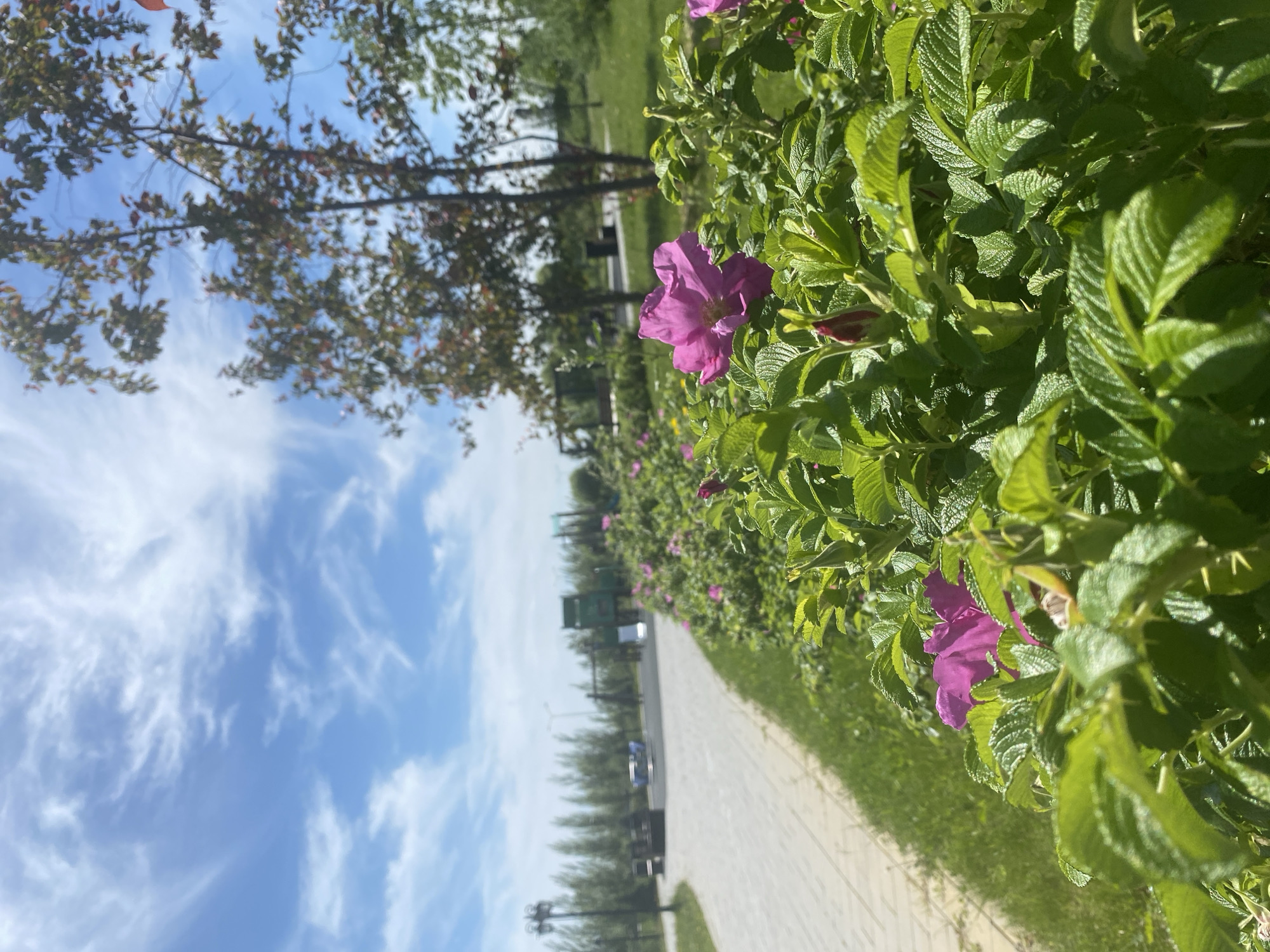The image captures a sunlit outdoor scene, likely a park or public pathway, under a bright blue sky. In the foreground, a vibrant green bush with textured leaves fills the right side of the frame, featuring several magenta-pink flowers, resembling wild roses, and some unopened buds. One prominent flower is clearly visible towards the center-right.
A light-colored paved pathway, composed of interlocking stones, stretches diagonally from the lower-left to the mid-background, receding into the distance. This path is bordered by well-maintained green grass. Along the path in the midground, several benches or outdoor seating structures are visible, along with what appears to be a dark waste bin or small utility structure. Further along the path, a line of trees with green and some reddish-brown foliage creates a natural barrier.
The sky, dominating the upper portion of the image, is a clear blue with scattered, wispy white clouds, suggesting fair weather. The strong sunlight indicates it is daytime, likely morning or afternoon, casting distinct shadows on the foliage and ground. No people or vehicles are visible, contributing to a tranquil and serene atmosphere. There is no discernible text present in the image. The scene conveys a sense of peaceful natural beauty within an urban or suburban setting, consistent with a park or promenade in Tyumen, Russia.