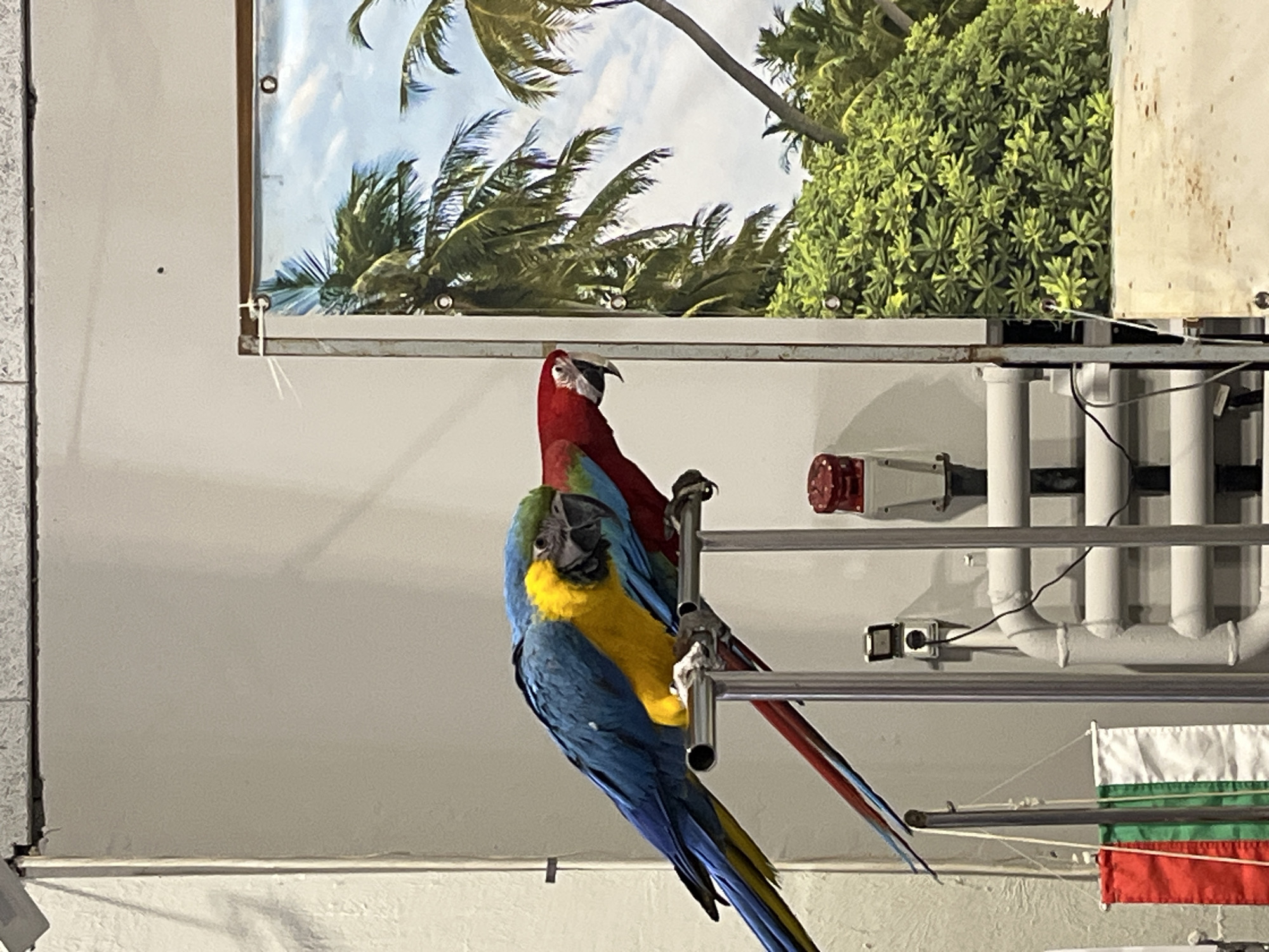 Two macaws are prominently featured in an indoor setting, perched on a shiny metallic structure. The bird in the foreground is a vibrant blue and yellow macaw, looking directly towards the viewer. Its blue feathers are striking on its back and wings, contrasting with its bright yellow breast. It grips the metal bar firmly with its talons. Behind it, partially obscured, is another macaw, primarily red with some green or blue plumage visible on its back. This bird is positioned slightly higher and appears to be looking upwards.
The background consists of several layers. Immediately behind the birds and the perch, a large banner or poster displays a tropical scene featuring numerous green palm trees against a bright blue, cloudy sky. This banner is attached to a frame, suggesting it's a decorative element. Below and to the right of this banner, a series of white pipes, possibly PVC, are visible, running horizontally and vertically across a light-colored wall or ceiling. A red square device, resembling a fire alarm horn or strobe, is mounted on the wall near these pipes, as is a smaller black electrical box.
In the lower right portion of the image, a small Bulgarian flag is visible, characterized by its white, green, and red horizontal stripes, hanging from a string. The overall lighting is bright and even, indicating an indoor environment. No people are visible, and no discernible text appears on any objects. The scene appears to be in Sofia, Bulgaria, as indicated by the flag.