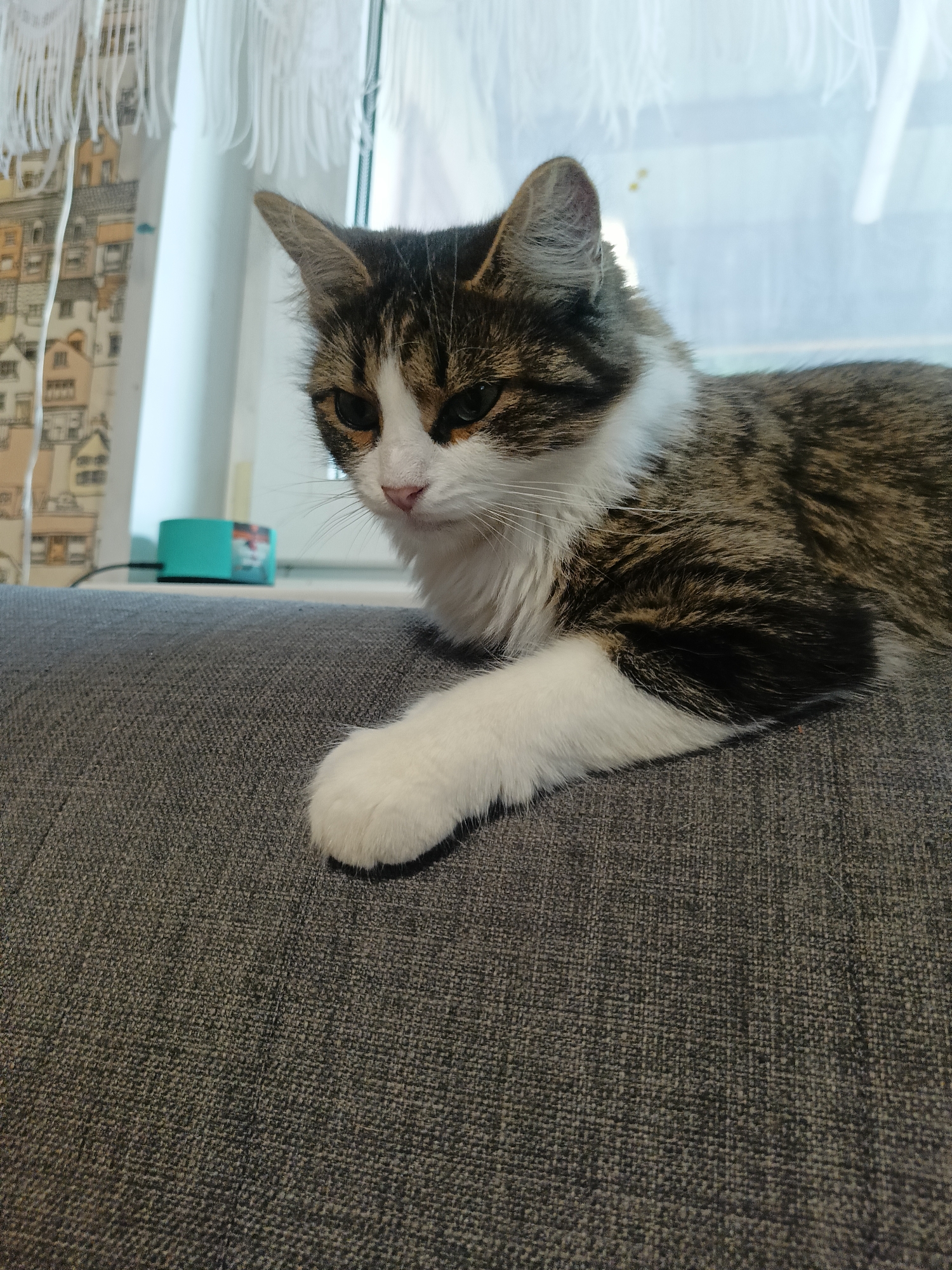 A domestic shorthair cat with tabby and white markings is lying on a gray fabric sofa. The cat's front paws are extended forward, with one paw resting gently on the sofa. The cat is looking to its left with a slightly curious and relaxed expression. Its fur is a mix of brown, black, and white. In the background, there is a window with white curtains that have a fringe detail. The curtains are patterned with illustrations of houses. To the left of the cat, a small turquoise object with a red and white label is visible. The setting appears to be indoors, possibly a living room, with soft, natural light coming from the window, suggesting daytime. The overall mood is peaceful and domestic. There is no visible text in the image.