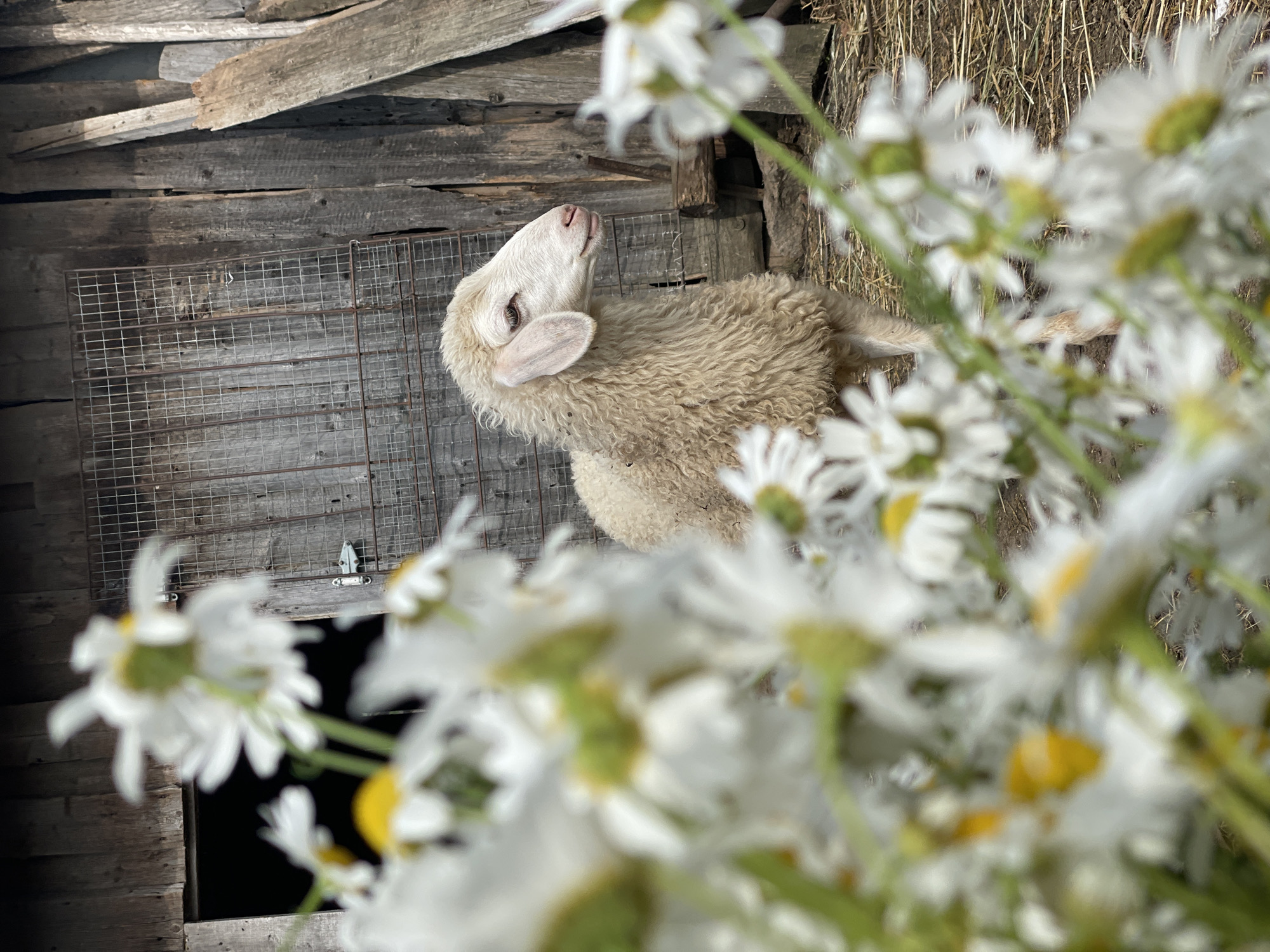 A sheep stands in front of a weathered wooden structure. In the foreground, a bouquet of white daisies with yellow centers is out of focus, creating a soft blur that frames the scene. The sheep is light-colored, with curly wool and large ears. Its head is turned to the right, and it appears to be looking slightly upwards. The background consists of wooden planks and a wire mesh fence. The ground is covered with straw. The scene suggests a rural setting, likely a farm or a village, given the presence of the sheep and the rustic architecture. The lighting indicates it is daytime, with sunlight casting shadows. No specific urban landmarks are visible to pinpoint a location within Сям-Можга, Russia.