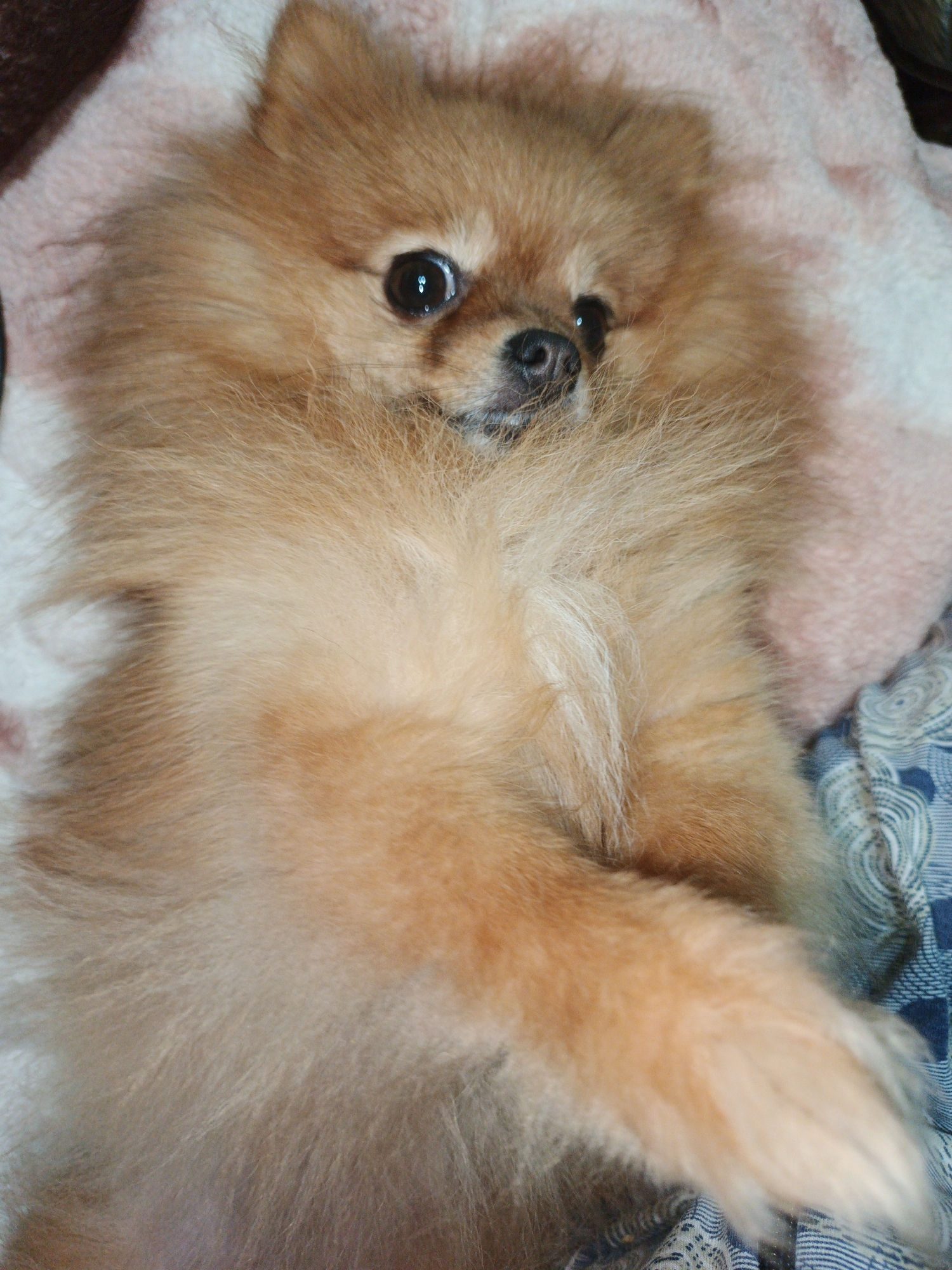 An overhead shot captures a Pomeranian dog with light brown fur lying down. The dog is positioned on a pink and white textured blanket. Its body is mostly visible, with its head turned slightly to the left, revealing its right eye and snout. The dog's paws are extended, with one resting on the blanket. The background consists of a blue and white patterned fabric. The lighting appears to be indoor ambient light, casting soft shadows. The image is taken from a high angle looking down at the dog.