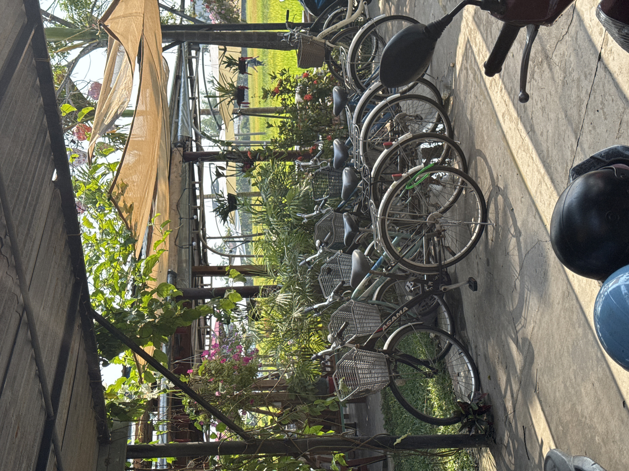The image captures a row of bicycles parked under a covered structure. The bicycles are varied and appear to be rental bikes, many with baskets. Plants and flowers are interspersed with the bicycles. In the background, a field is visible. The location is likely in Đà Nẵng, Vietnam, given the style of bicycles and tropical foliage. A motorbike is partly visible on the right.