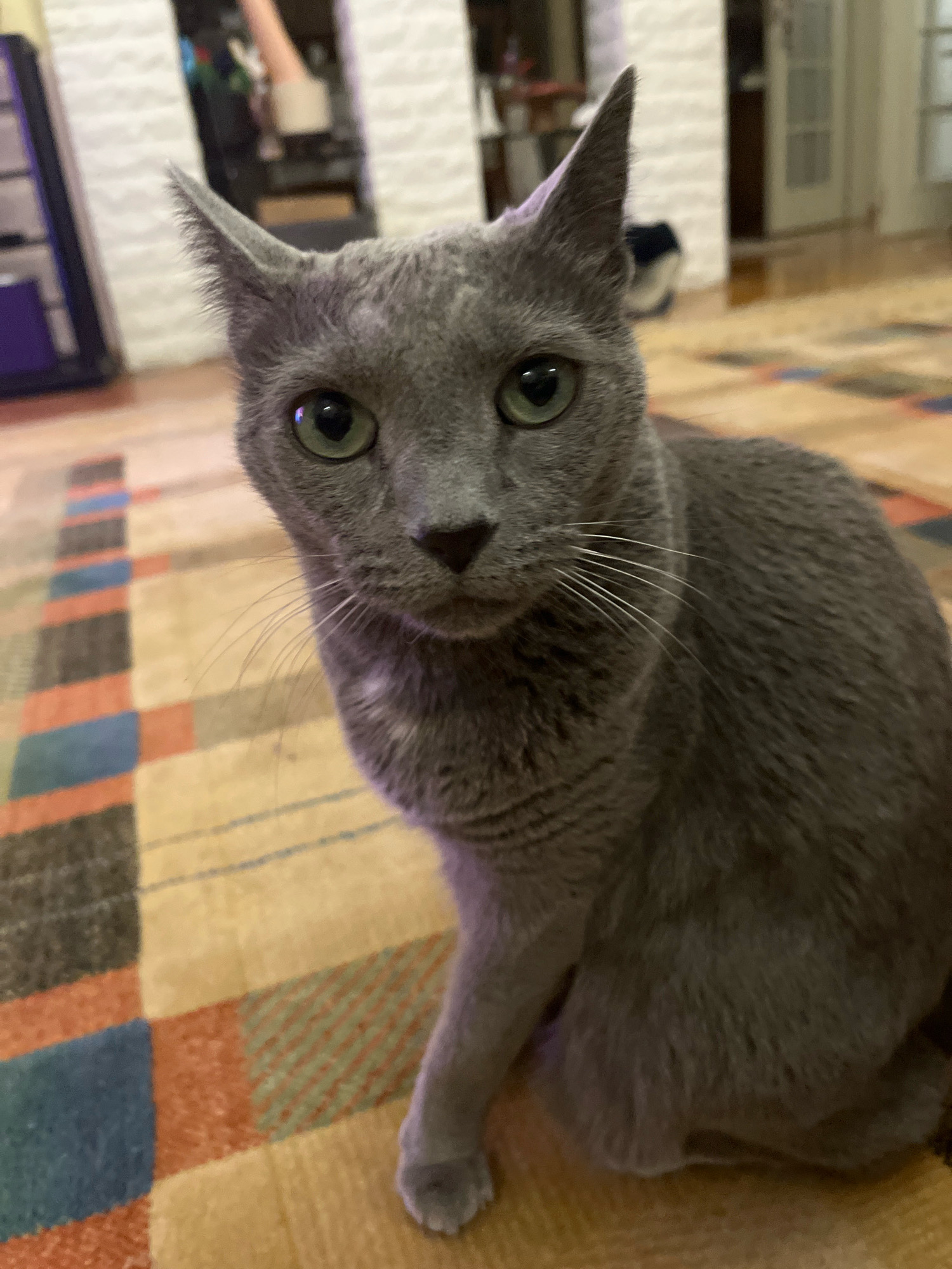 An indoor, eye-level, medium shot captures a Russian Blue cat with green eyes sitting on a rug with a geometric pattern. The cat's head is tilted slightly and it is looking directly at the camera. The background of the image is blurred and shows a room with a white brick wall, furniture, and doorways. The lighting is dim and the image is slightly grainy.