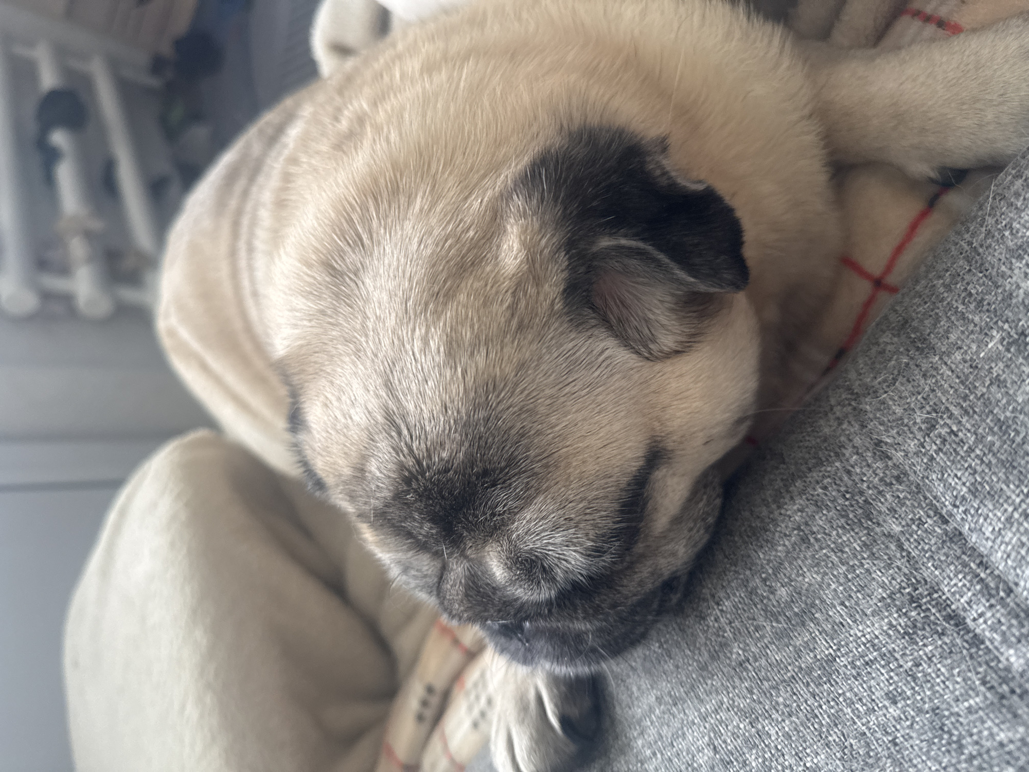A pug dog is sleeping on a grey textured sofa. The dog is fawn colored with black markings around its eyes and ears. It is lying on a blanket with a red and white plaid pattern. A light-colored pillow is visible in the background. The setting appears to be indoors, likely a living room or bedroom in Bishkek City, Kyrgyzstan.