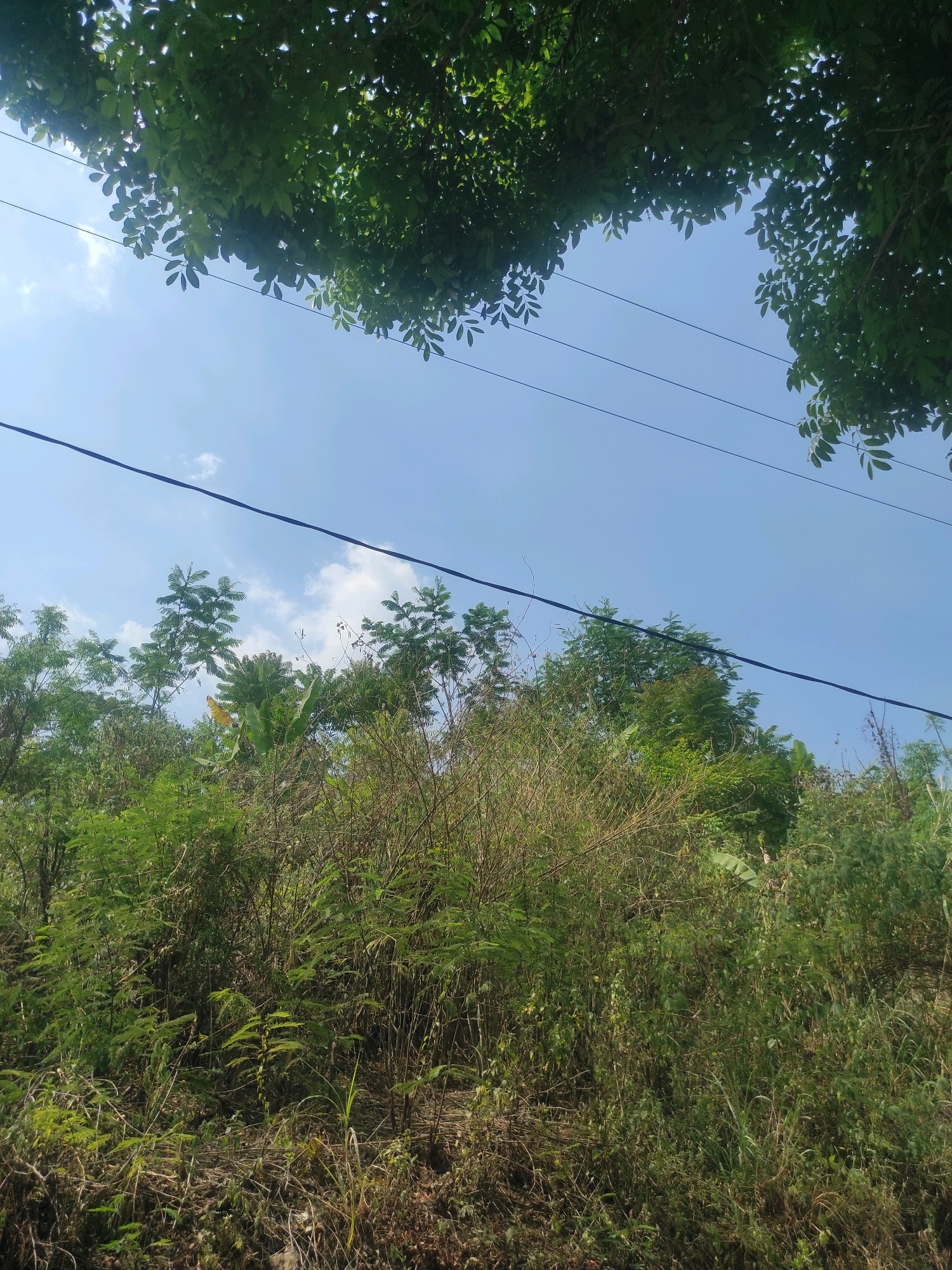 This is an eye-level, medium shot of lush green vegetation under a clear blue sky with a few wispy clouds. The image is taken from a slightly elevated position, looking up towards the sky and the canopy of trees. In the foreground, dense bushes and dry grasses fill the lower portion of the frame. Several power lines are strung horizontally across the sky, dividing the upper part of the image. The vegetation appears to be a mix of trees and smaller plants, with some taller trees visible towards the middle and right of the frame. The scene suggests a natural, possibly rural, environment. The location is identified as being in the city of Ngamprah, Indonesia.