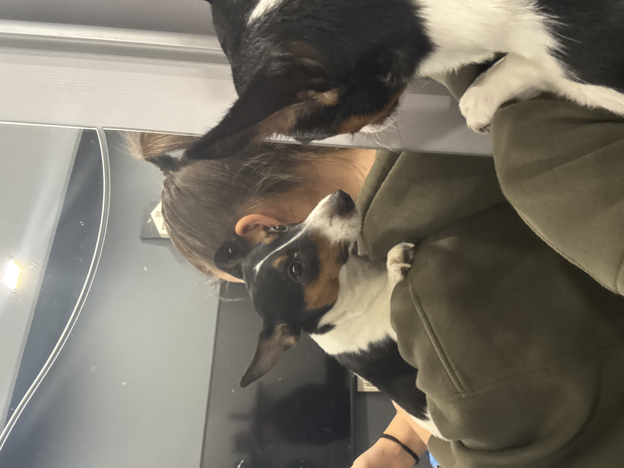 A woman with brown hair tied in a bun is holding two tricolor dogs in her arms. The top dog is only partially visible, with its front paws resting on the woman's shoulder. The lower dog is looking up at the woman. The woman is wearing a green hoodie. The scene is a reflection in a mirrored surface, likely a closet or cabinet door. The background shows a gray wall and a dark object, possibly a television screen. There is no indication of the location being in Sofia, Bulgaria.